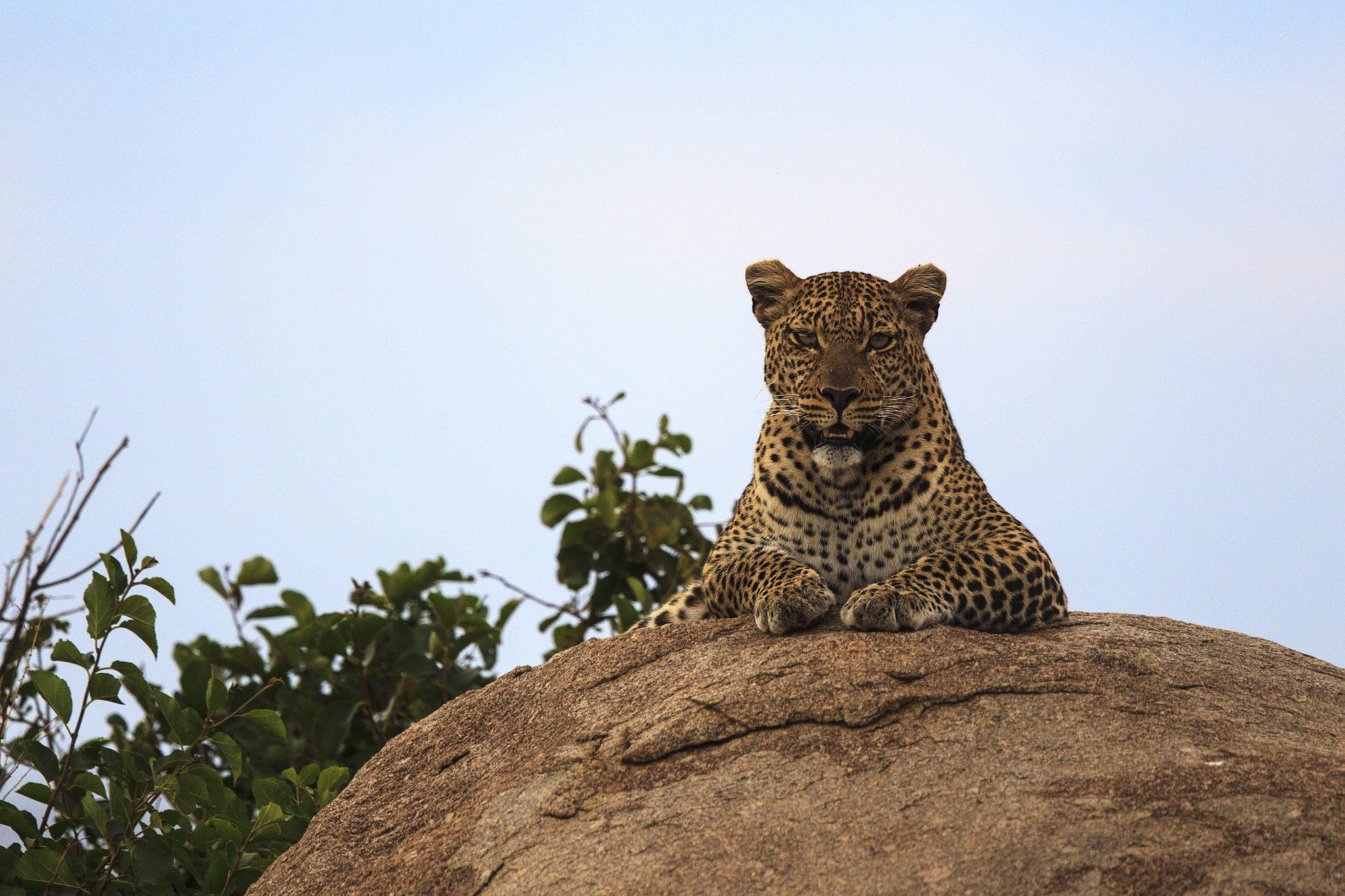 Canon EF 500mm F4L IS II USM sample photo. Leopard resting photography