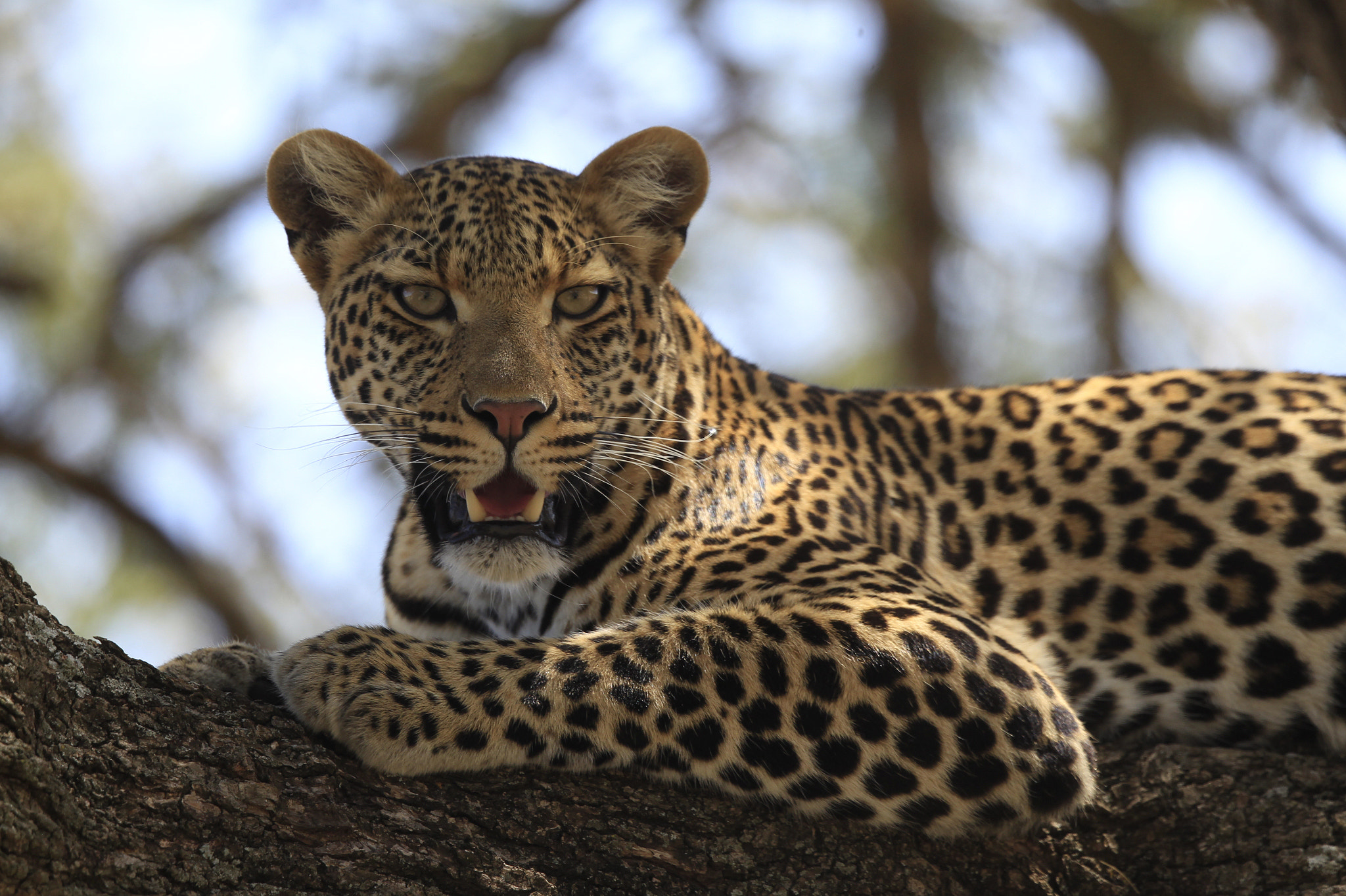 Canon EF 500mm F4L IS II USM sample photo. Leopard uc photography
