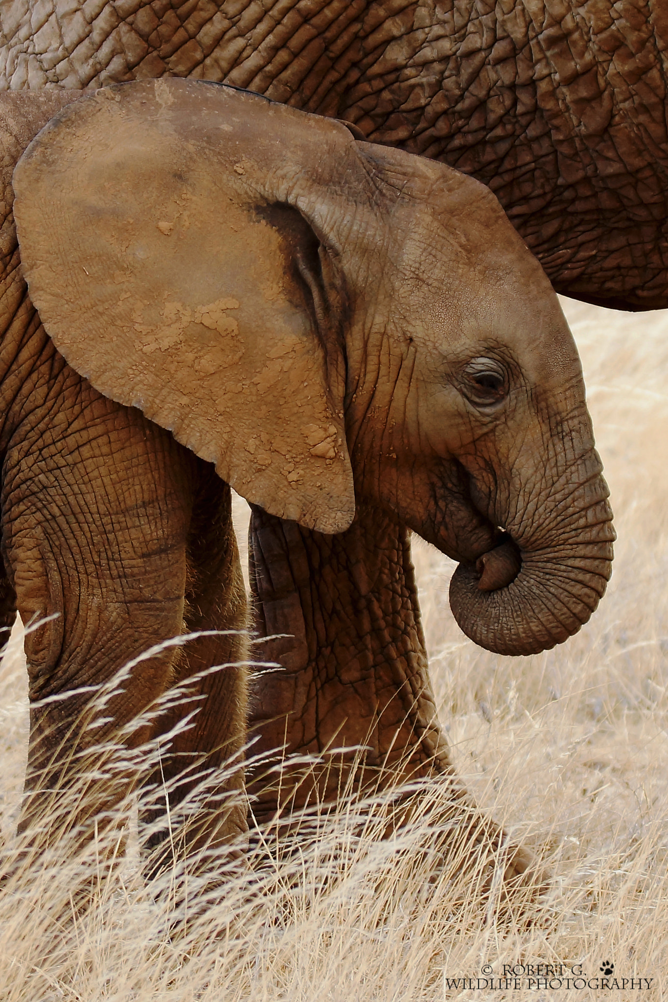 Sony SLT-A77 sample photo. Young elephant  samburu 2016 photography