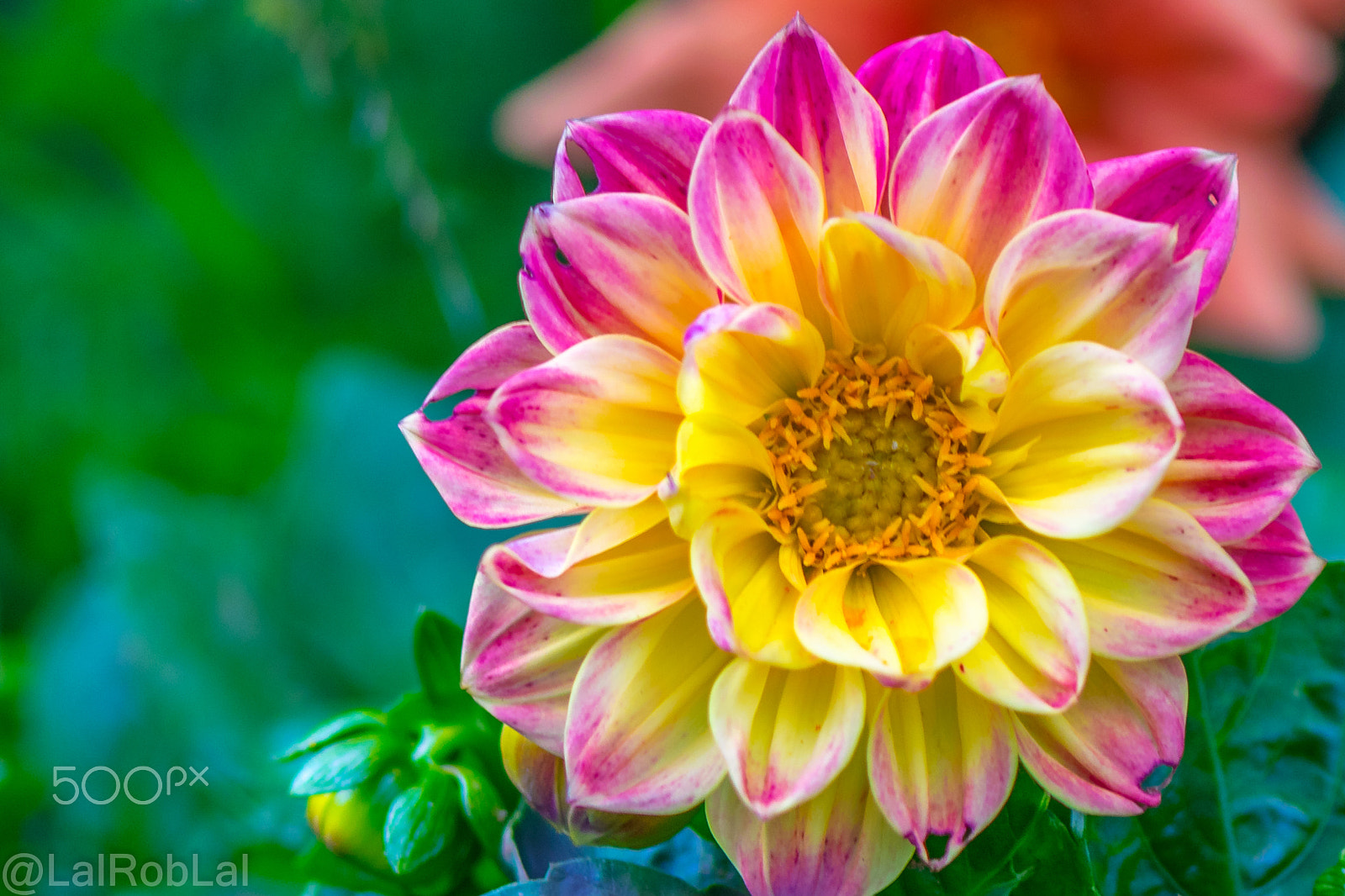 Nikon AF-S Micro-Nikkor 105mm F2.8G IF-ED VR sample photo. Colourful flower photography