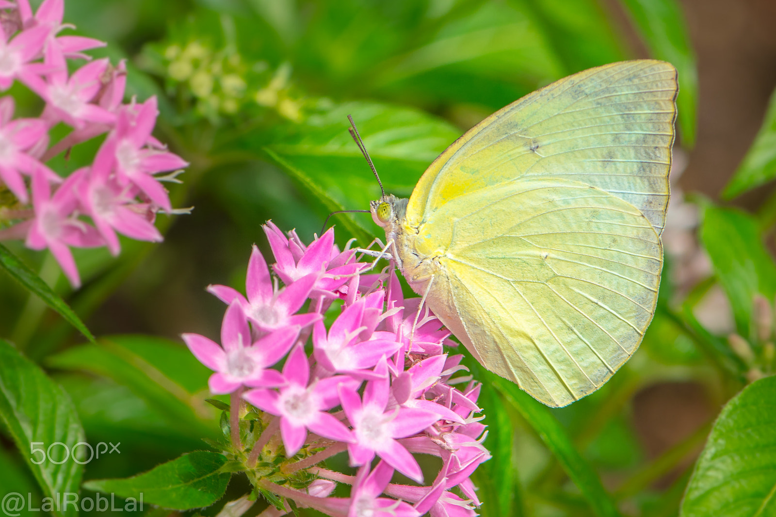 Nikon AF-S Micro-Nikkor 105mm F2.8G IF-ED VR sample photo. Yellow butterfly photography