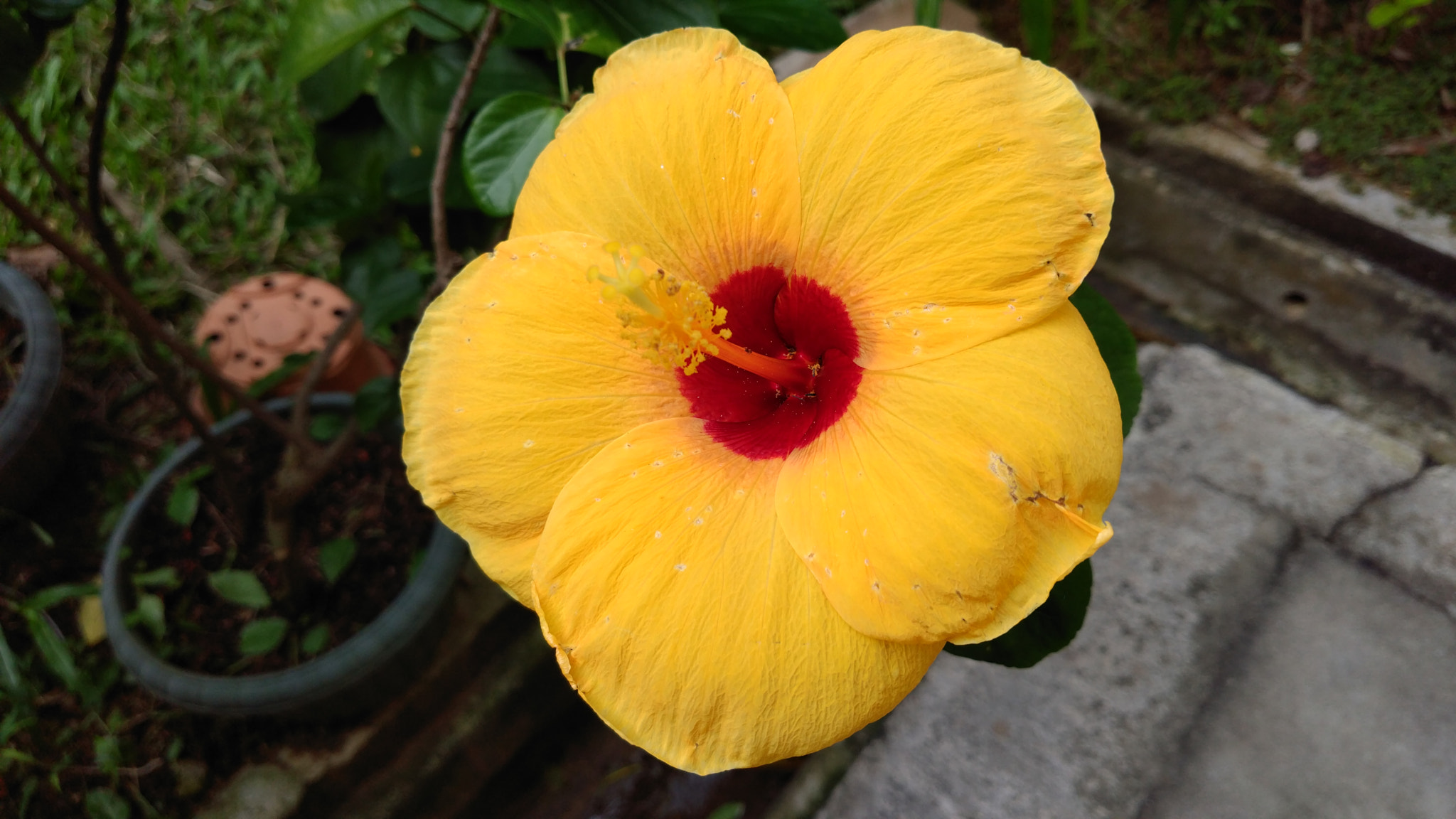 ZTE A2017G sample photo. Hibiscus  photography