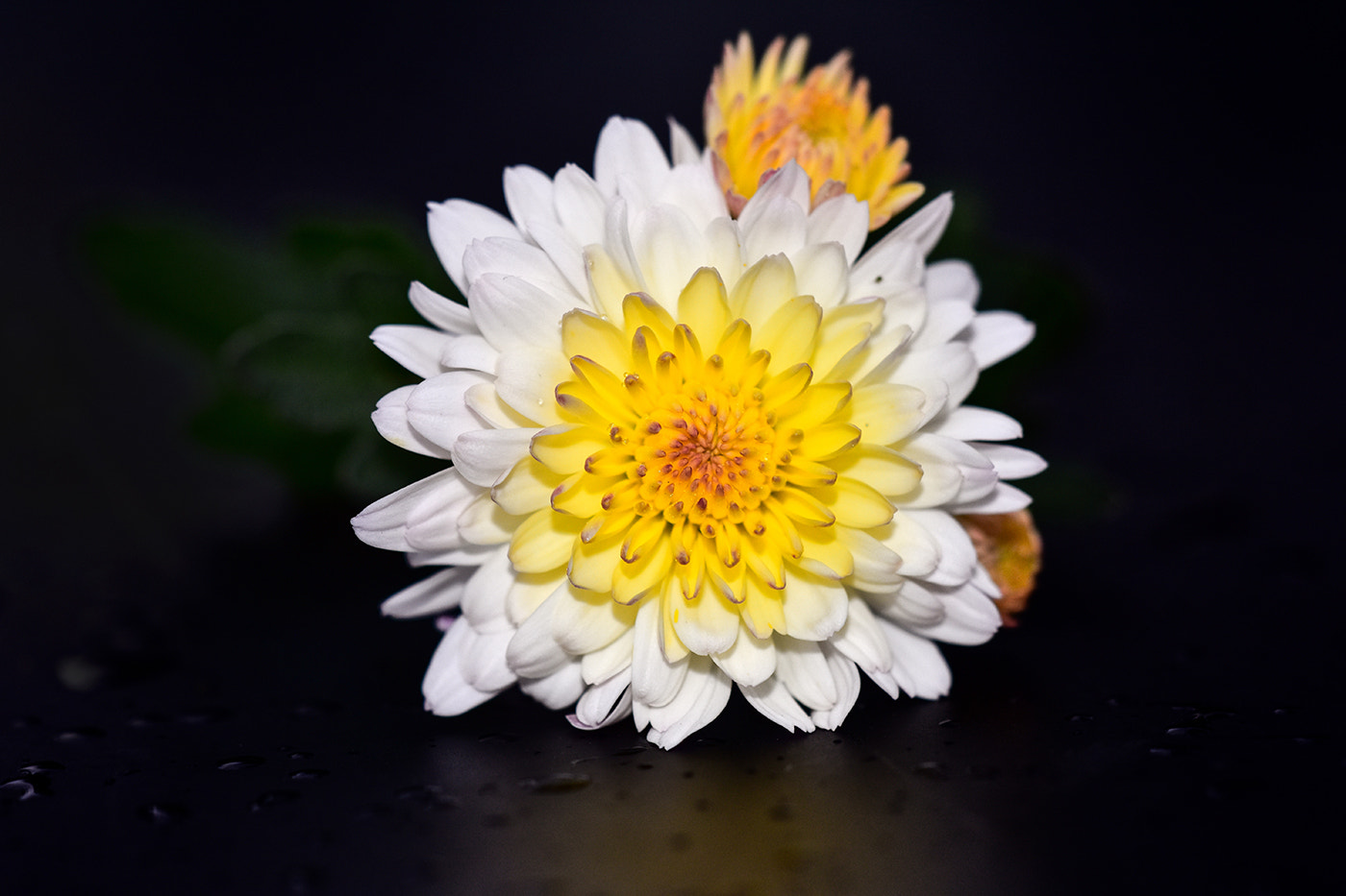 Sigma 150mm F2.8 EX DG Macro HSM sample photo. Flowers photography