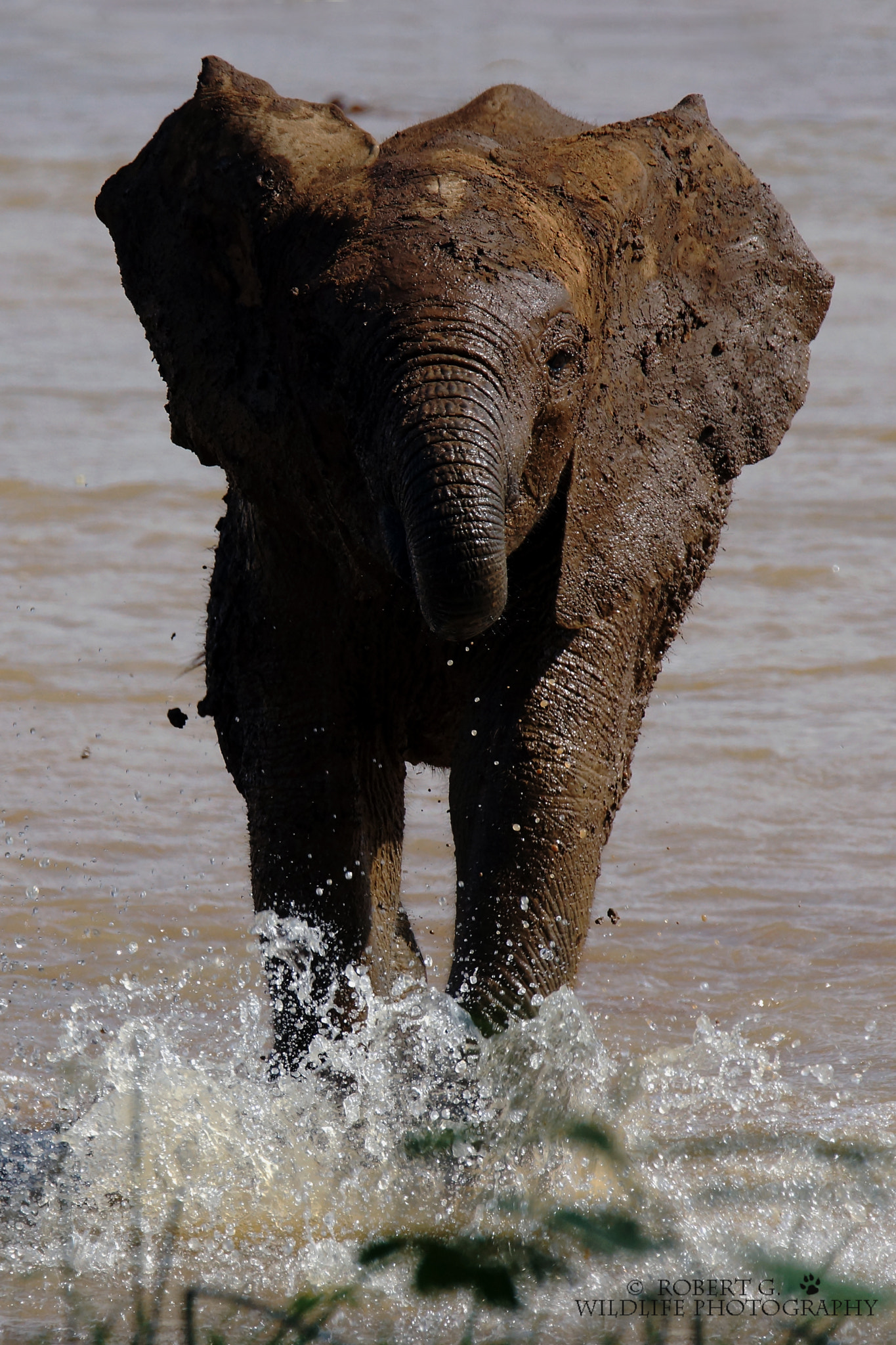 Sony SLT-A77 + Tamron SP 150-600mm F5-6.3 Di VC USD sample photo. Young elephant in water samburu 2016 photography