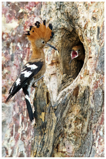 Sigma 70-200mm F2.8 EX DG Macro HSM II sample photo. African hoop feeding photography