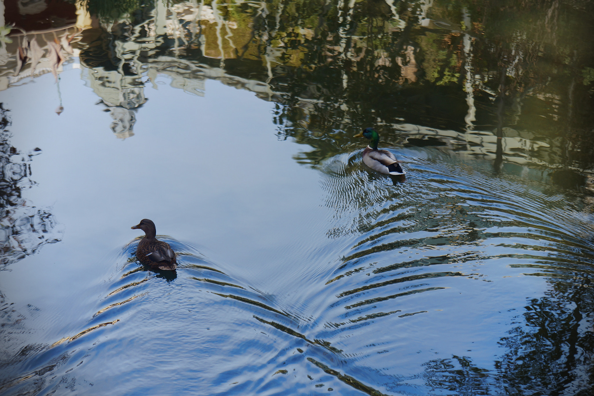 Sony E 18-55mm F3.5-5.6 OSS sample photo. Reflections photography