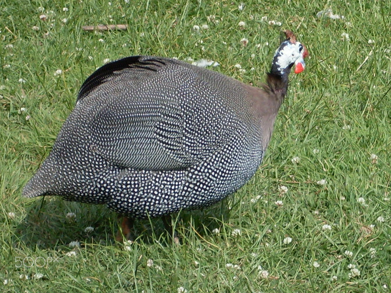 Samsung KENOX S760  / Samsung S760 sample photo. Guinea fowl photography