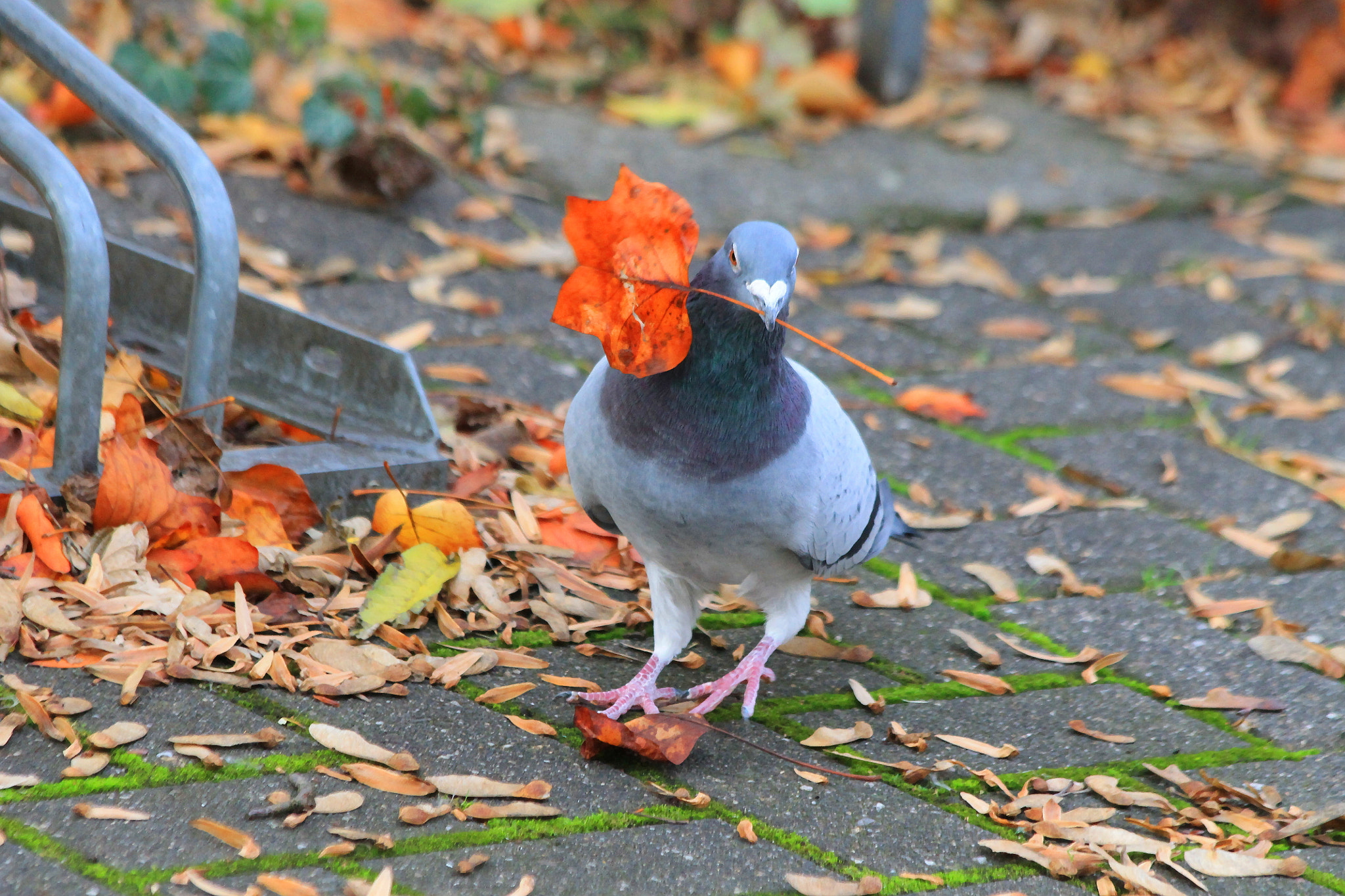 Canon EF 70-300mm F4-5.6 IS USM sample photo. Autumn .... photography