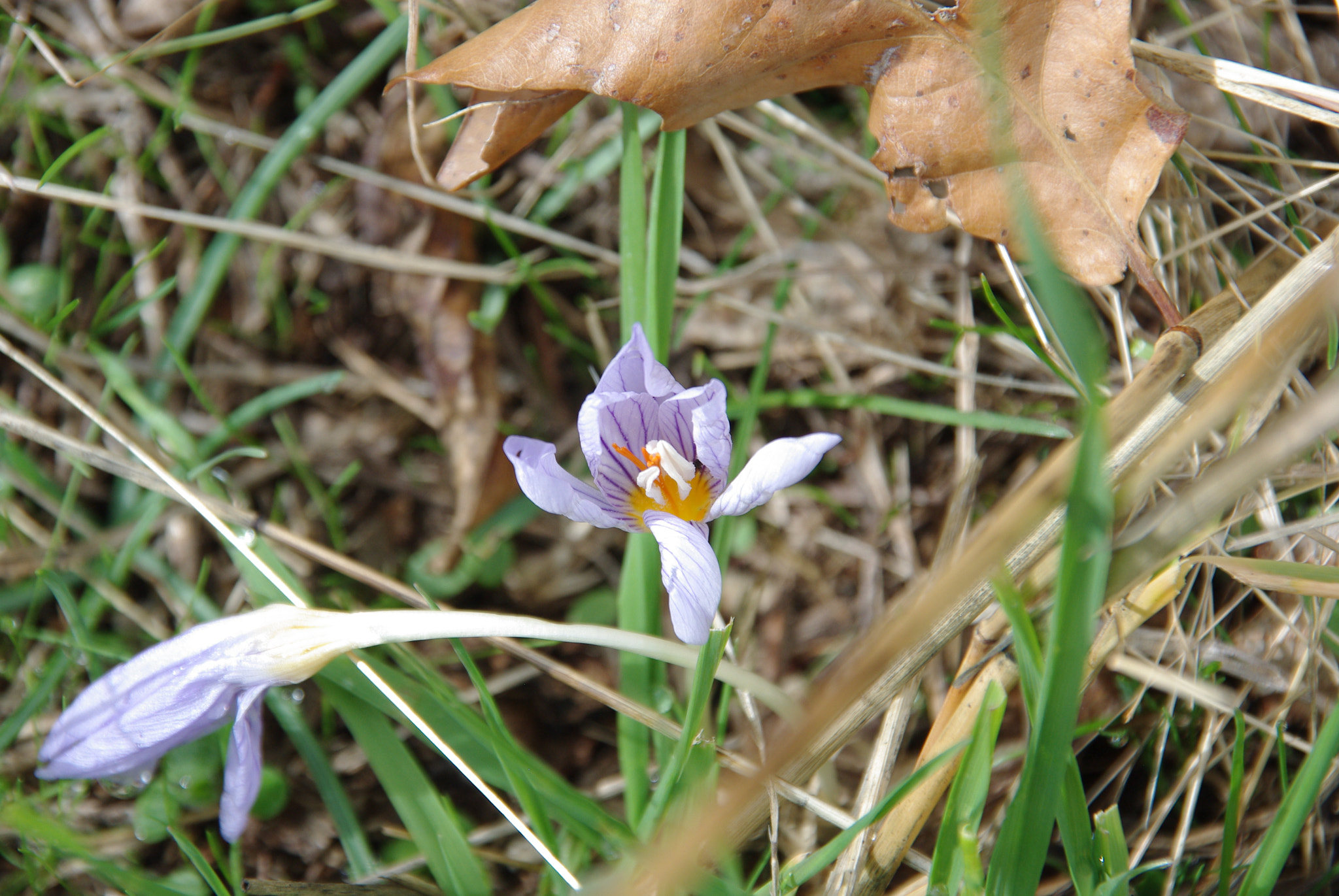 Pentax K-m (K2000) sample photo. Gentle side of nature photography