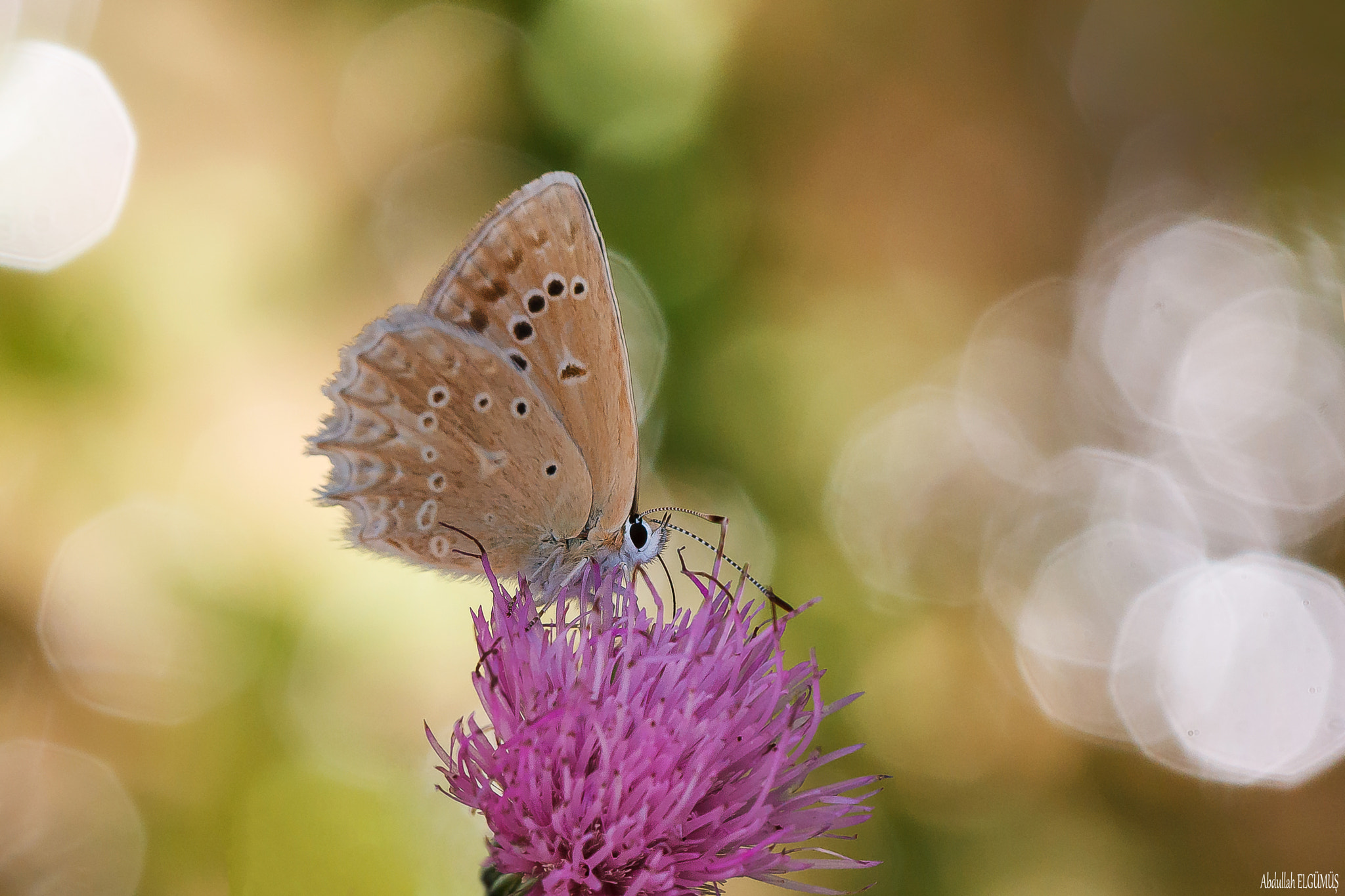 Canon EF 100mm F2.8 Macro USM sample photo. Çokgözlü dafnis / polyommatus daphnis photography