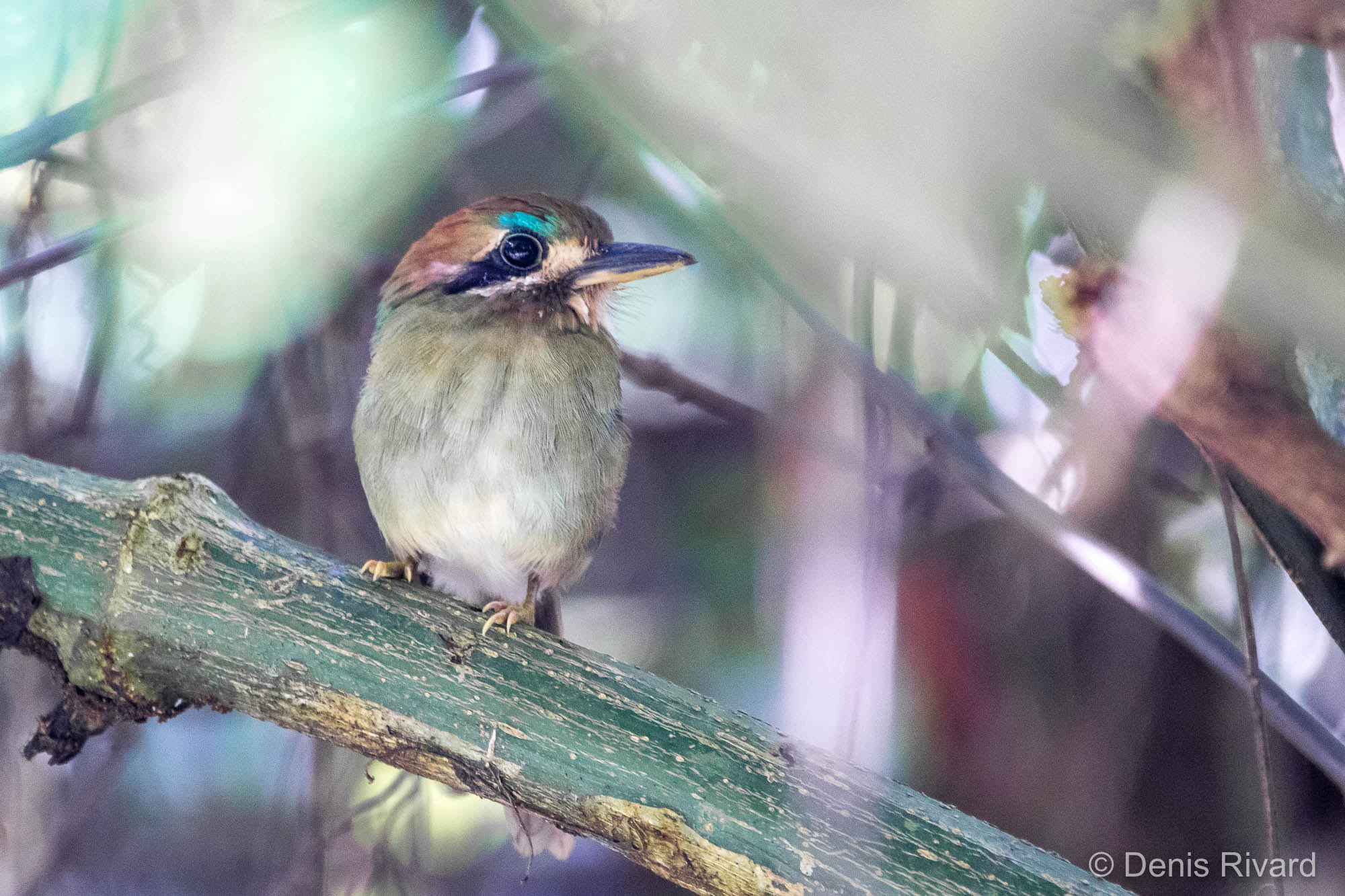 Sigma 150-600mm F5-6.3 DG OS HSM | C sample photo. Tody motmot - motmot nain photography