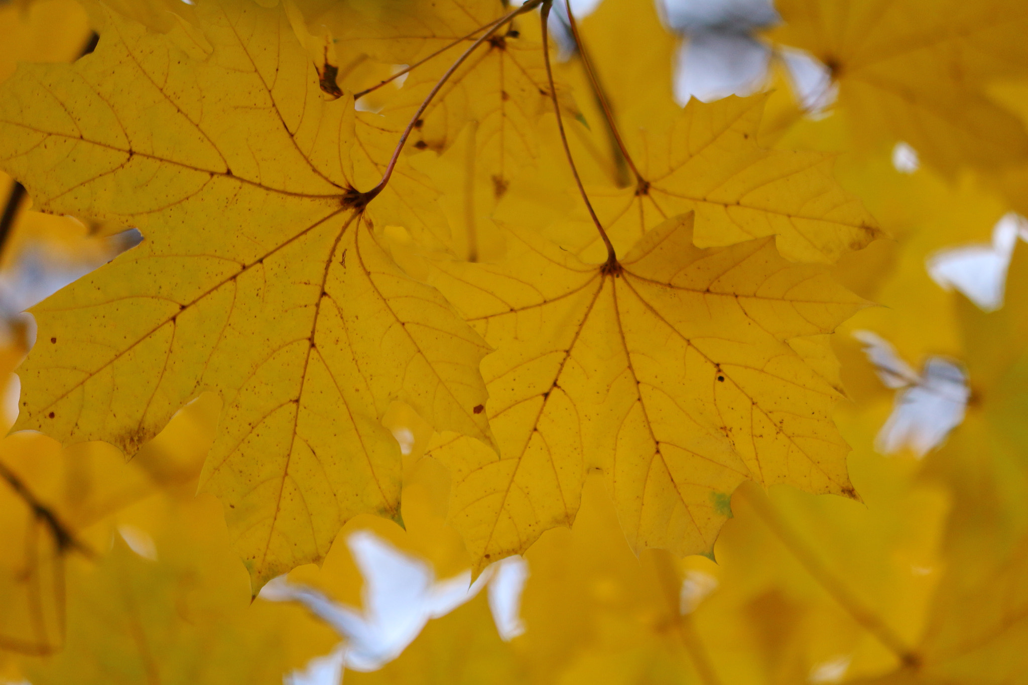 Canon EF-S 55-250mm F4-5.6 IS II sample photo. Yellow november photography
