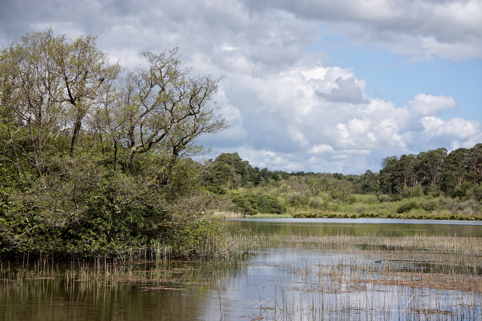 Sony Alpha NEX-7 sample photo. Morden lake, wareham forest photography