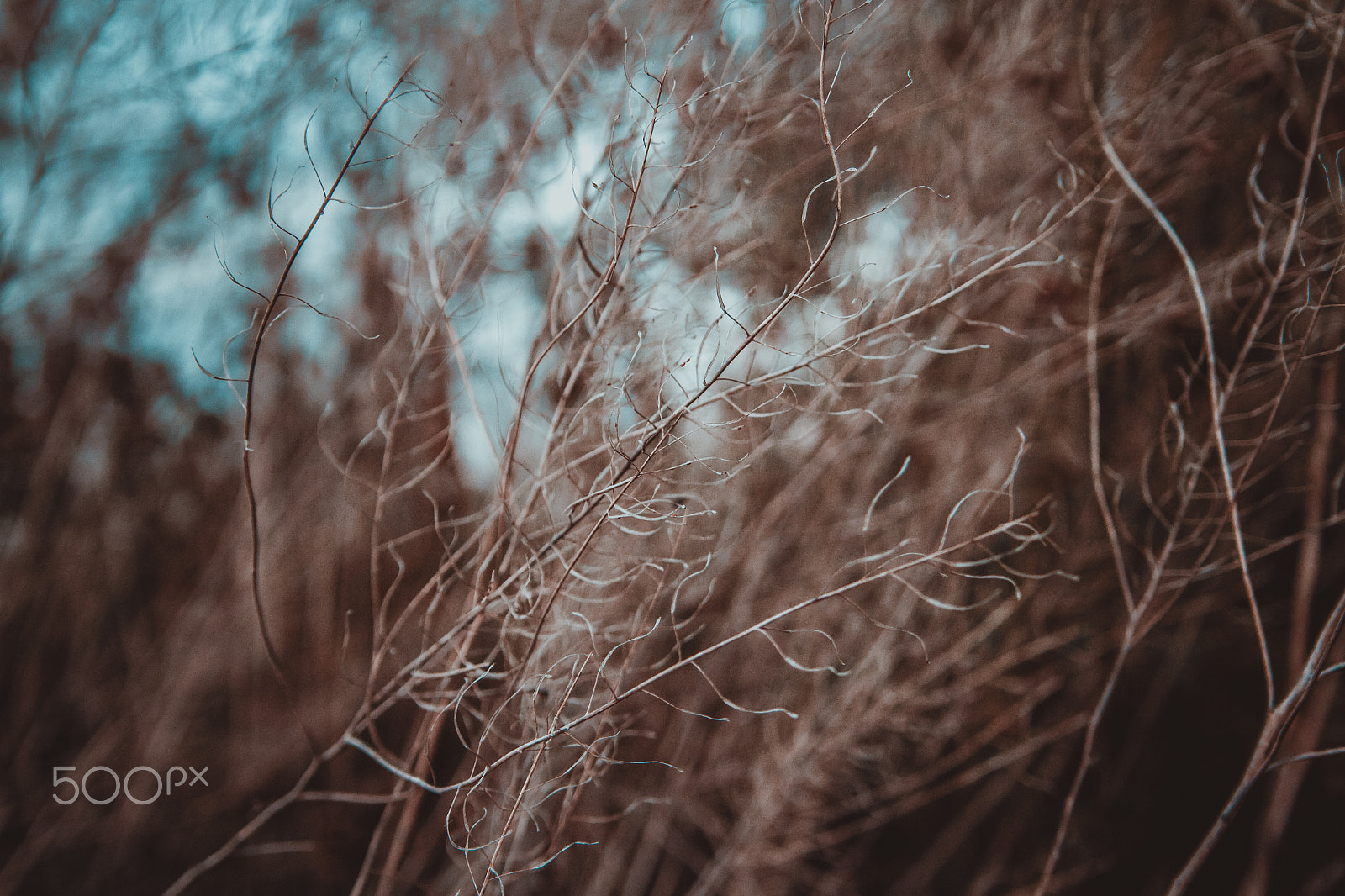 Canon EOS 7D sample photo. Winter grass photography