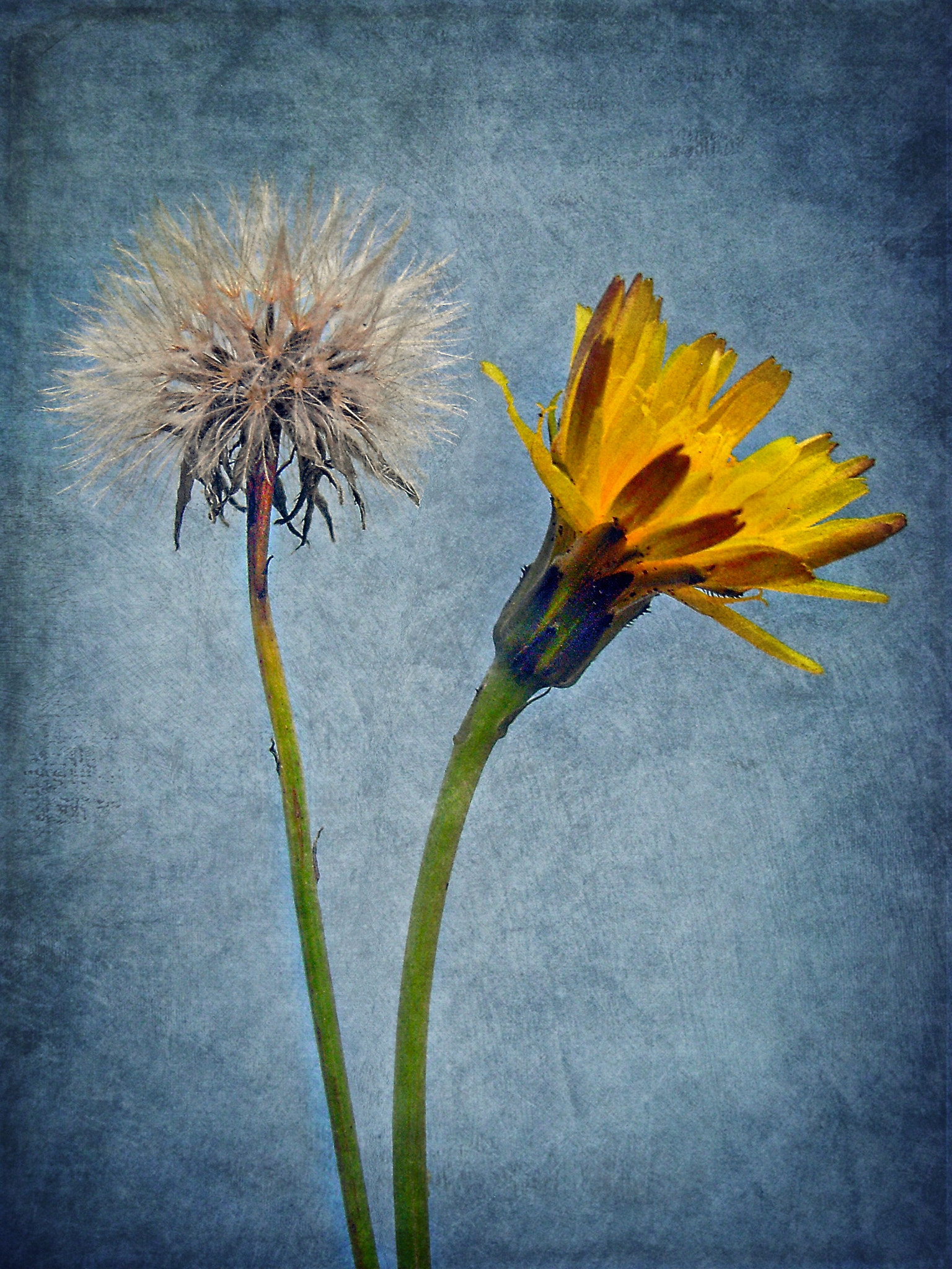 Ricoh Caplio R6 sample photo. Dandelions photography