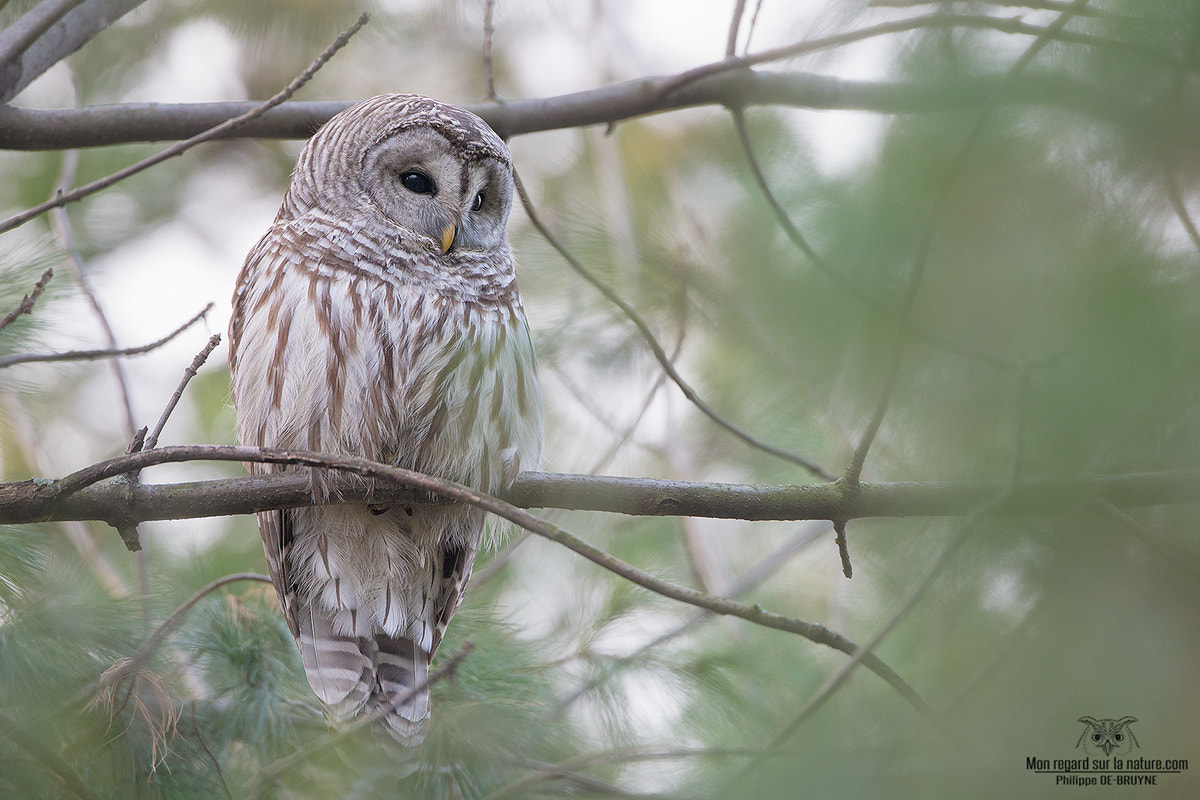 Canon EF 500mm F4L IS USM sample photo. The season starts well !! photography