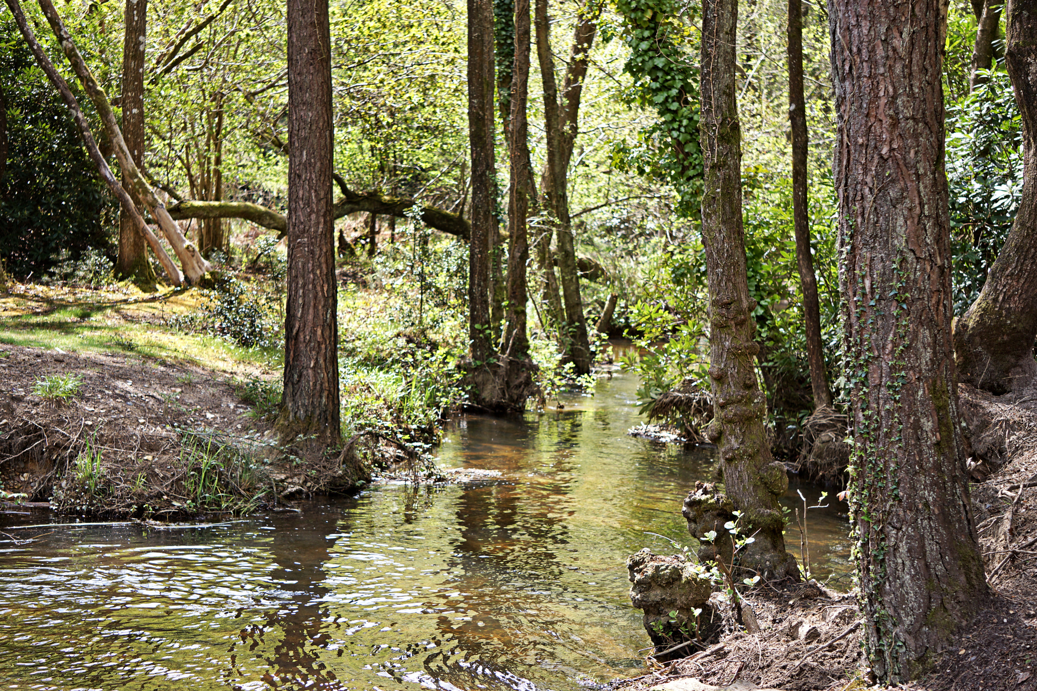 Sony Alpha NEX-7 + Sony E 55-210mm F4.5-6.3 OSS sample photo. Morden lake, wareham forest photography