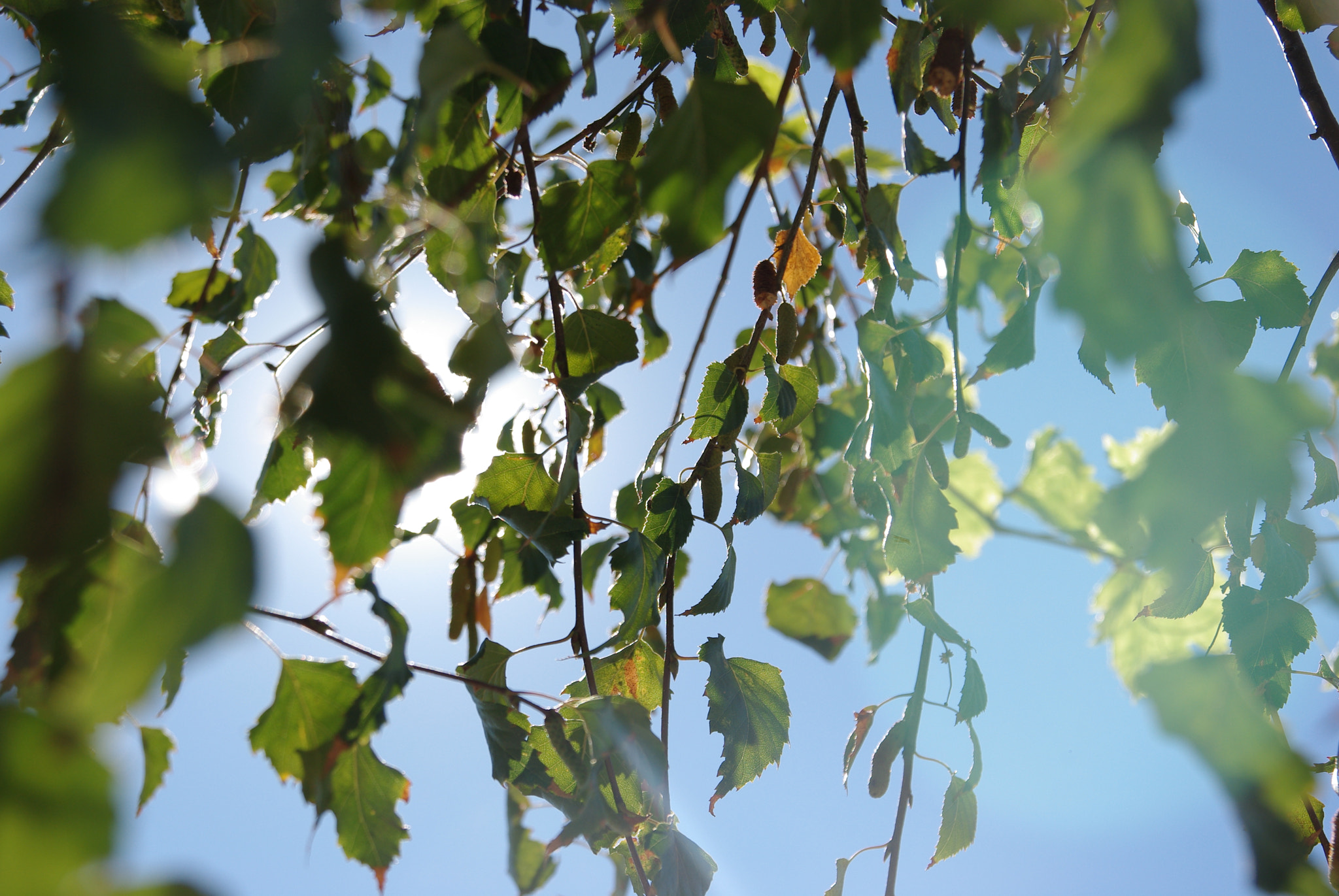 Pentax K-m (K2000) sample photo. Leaf curtain photography