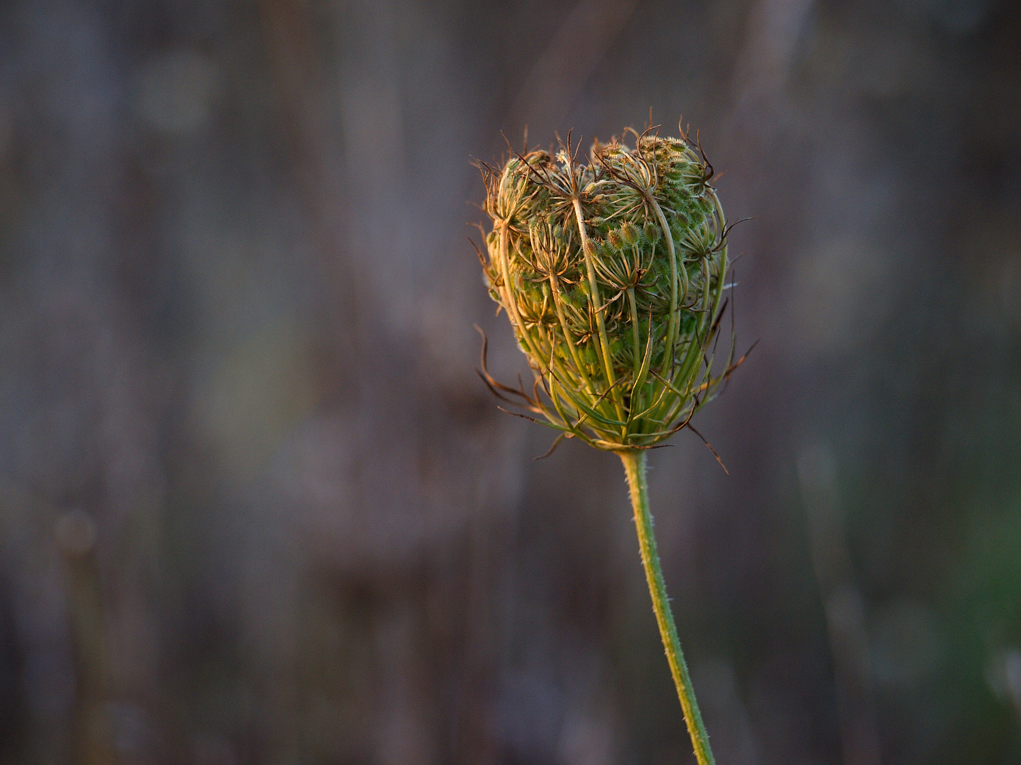 40.00 - 150.00 mm f/4.0 - 5.6 sample photo. Olympus digital camera photography