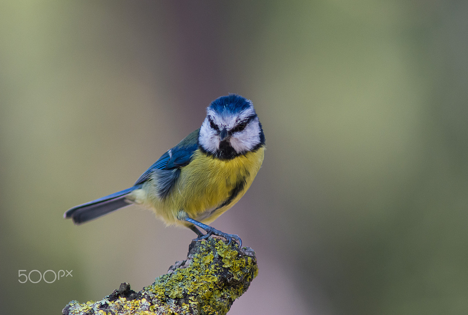 AF Nikkor 300mm f/4 IF-ED sample photo. Blue tit photography