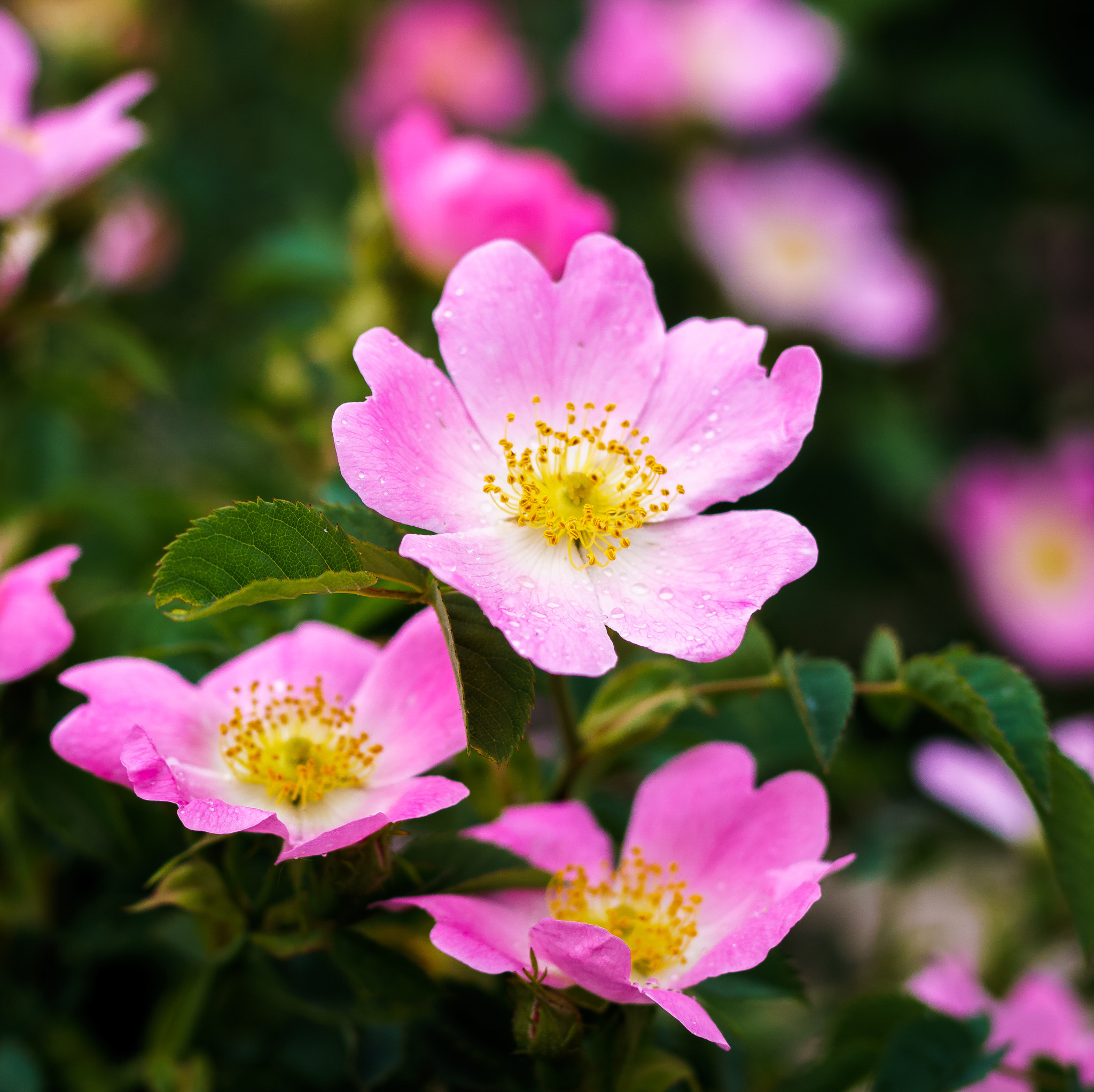 Sony Planar T* 50mm F1.4 ZA SSM sample photo. Rosa canina flower photography