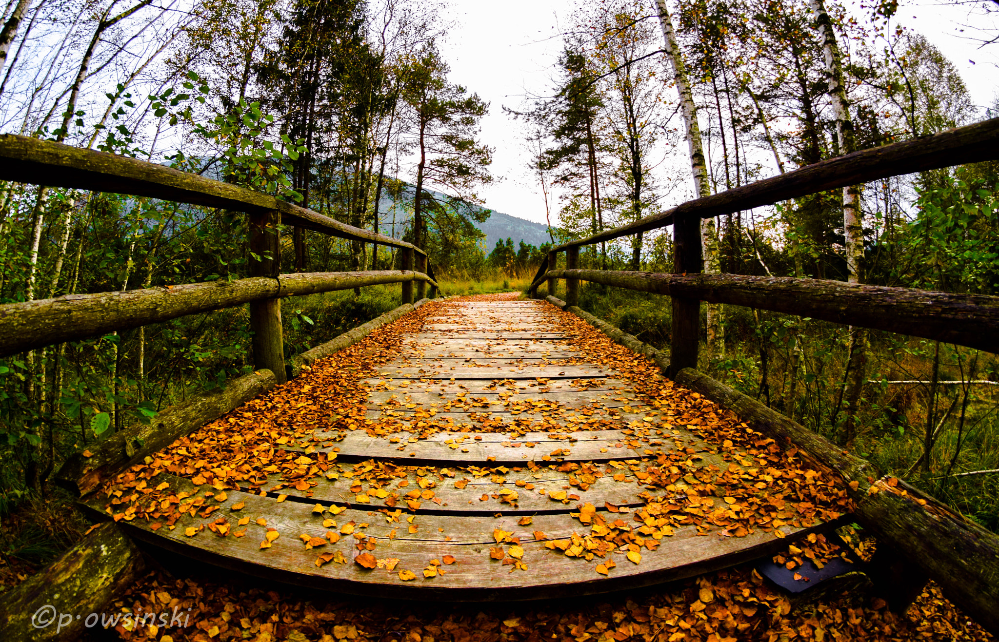 Nikon D5300 + Samyang 8mm F3.5 Aspherical IF MC Fisheye sample photo. Wooden bridge in autumn forest photography
