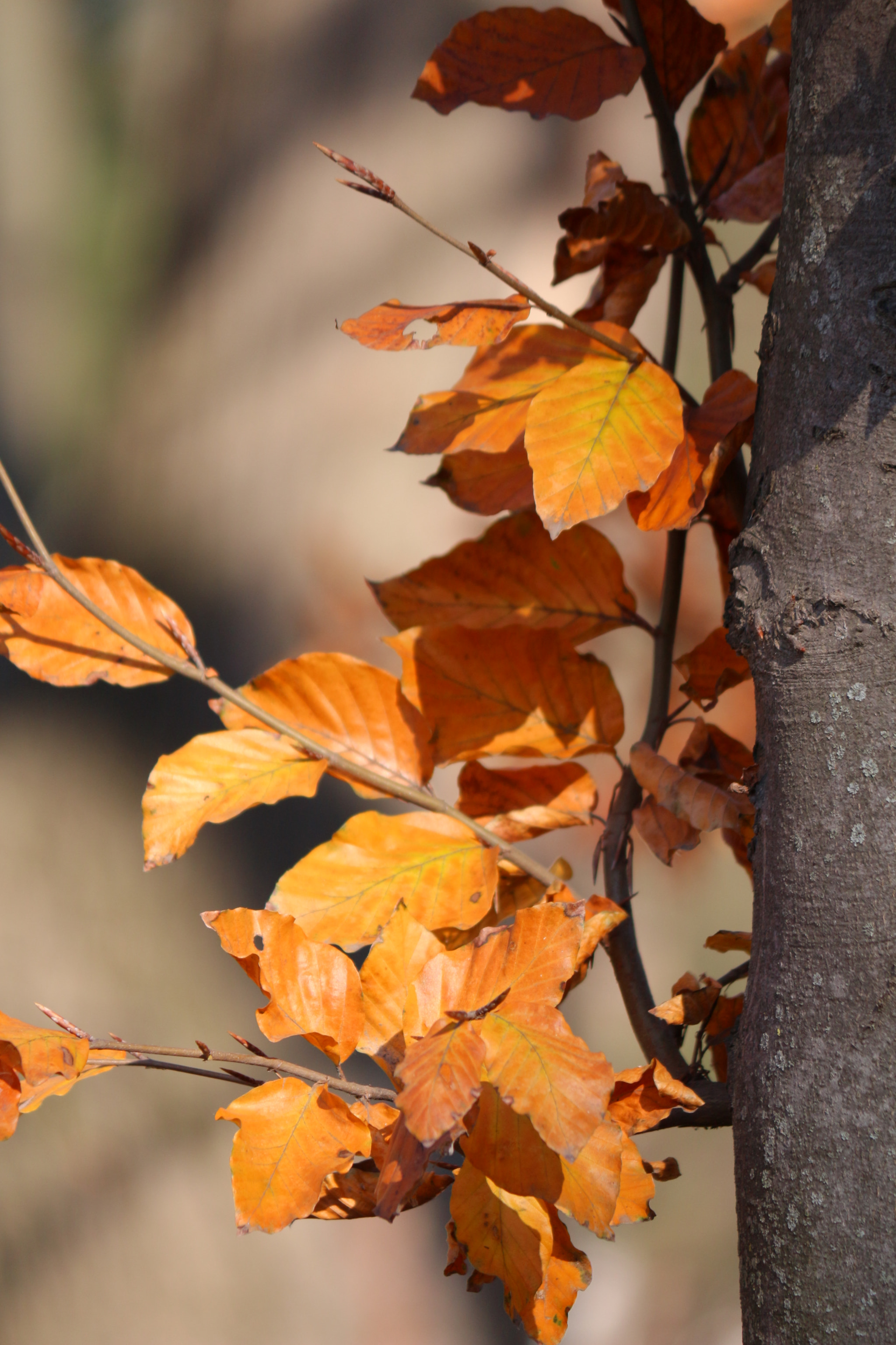 Canon EF-S 55-250mm F4-5.6 IS II sample photo. Orange leaves photography