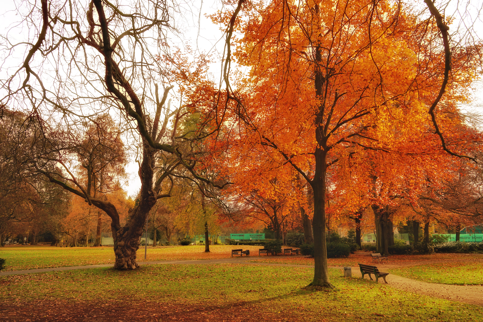 Sony a7R + Sony Vario Tessar T* FE 24-70mm F4 ZA OSS sample photo. Bad godesberger stadtpark photography