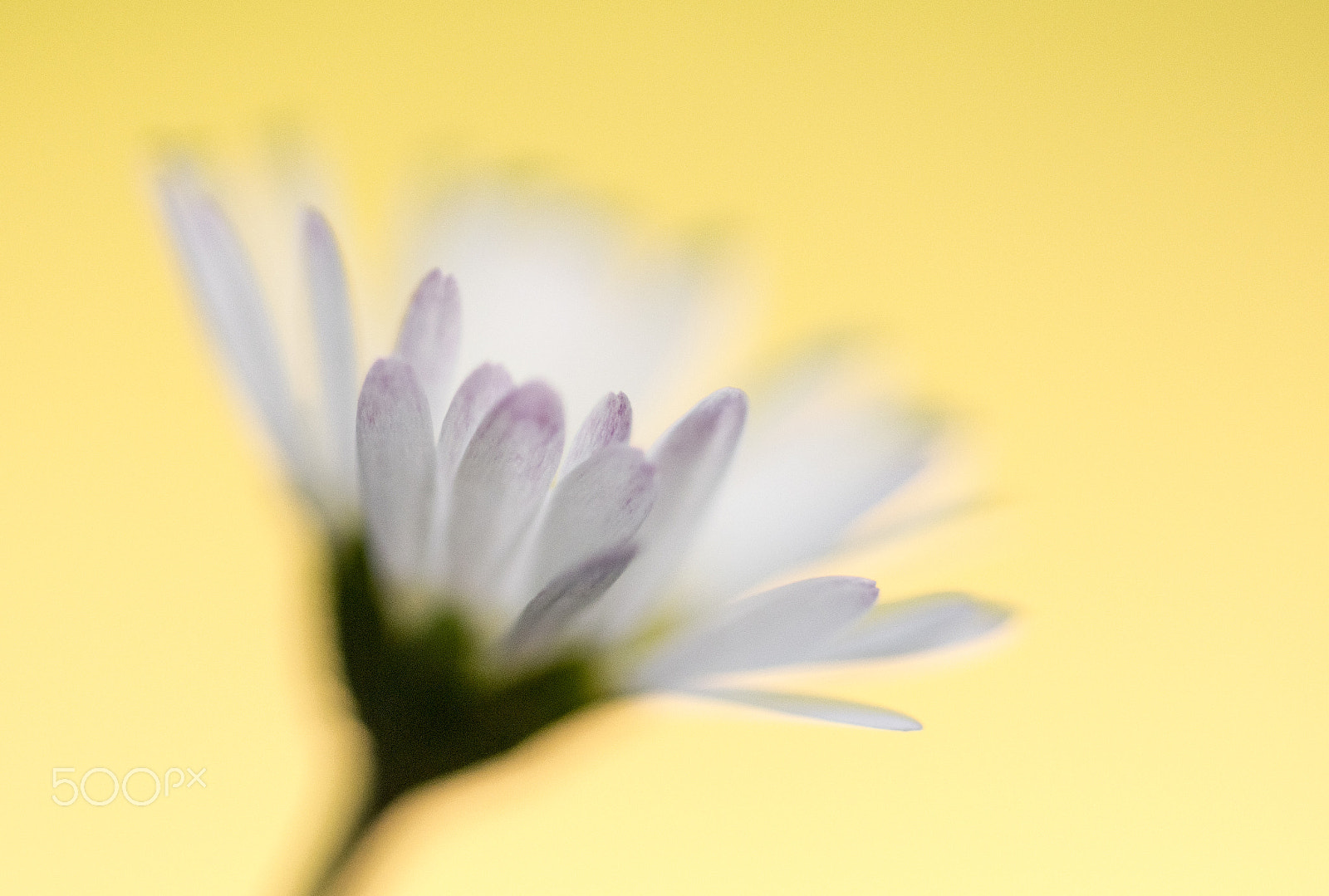 Sigma 105mm F2.8 EX DG OS HSM sample photo. Contre jour photography