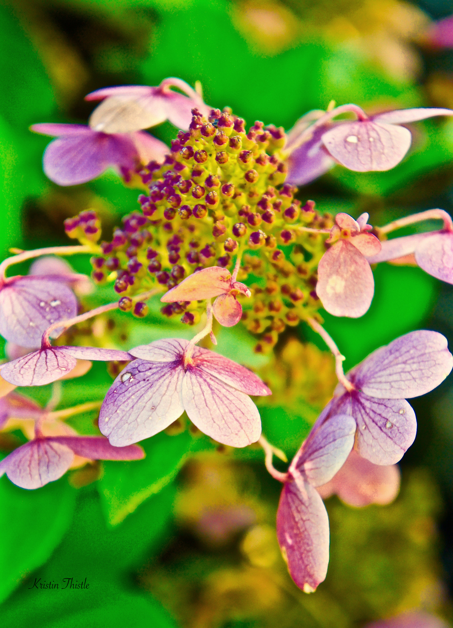 Sony Alpha NEX-3 sample photo. Hydrangea photography