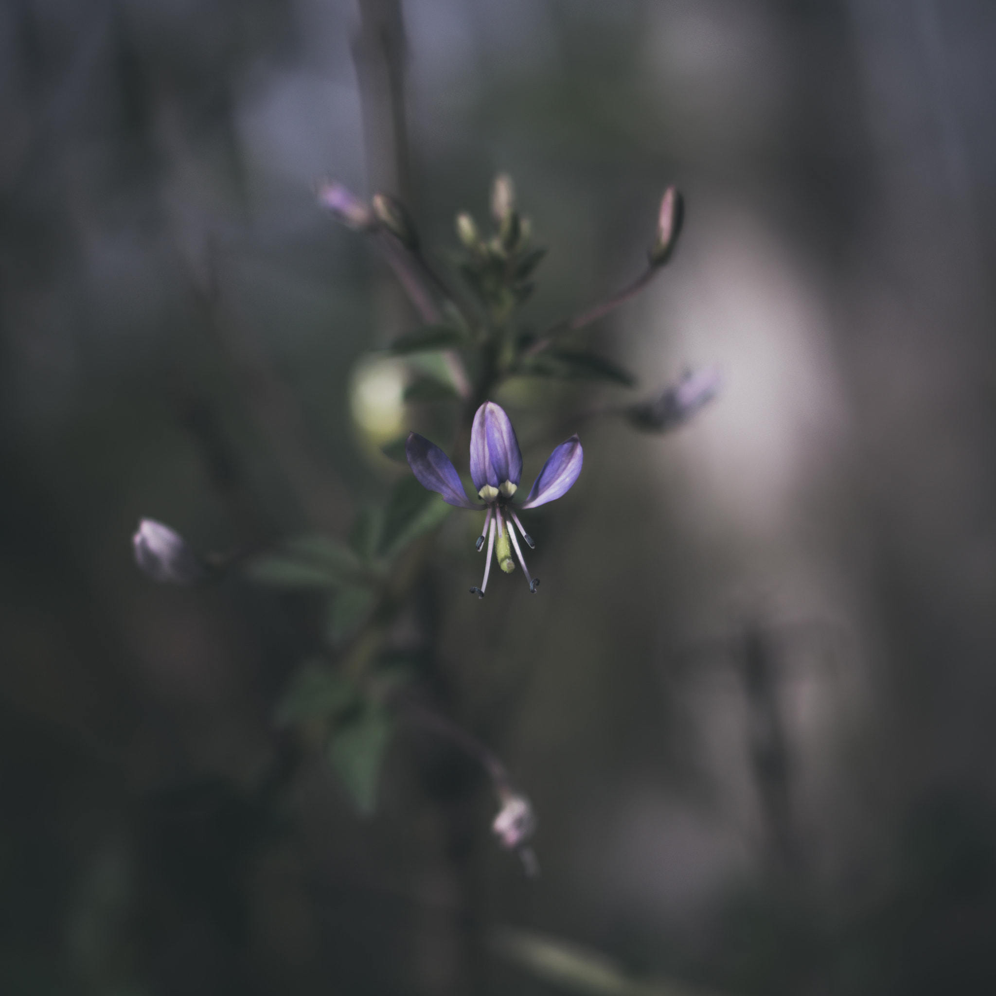 Pentax K-3 + Pentax smc DA 35mm F2.4 AL sample photo. Abstract dark flower no.1 photography