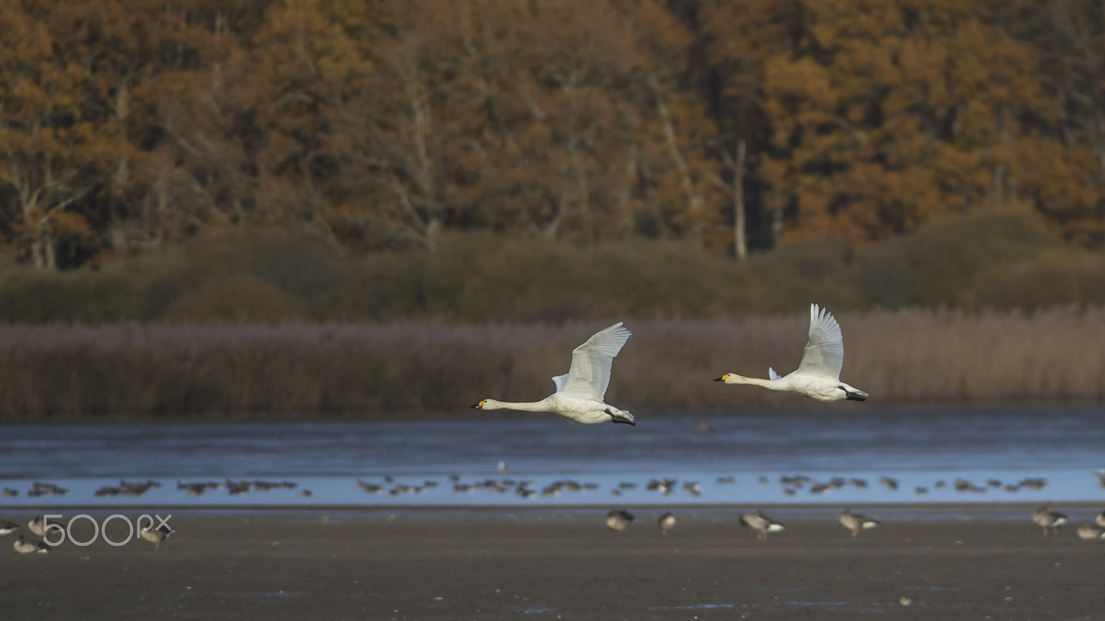 Nikon D4S + Nikon AF-S Nikkor 300mm F4D ED-IF sample photo. Der - etang de la horre - cygnes de bewick photography