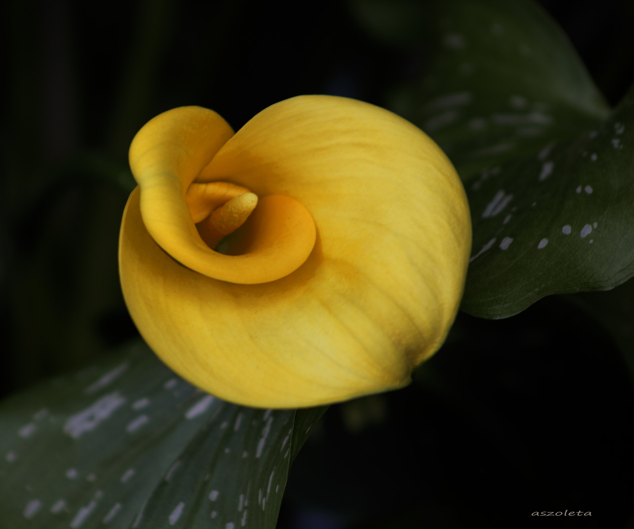 Canon EF 75-300mm f/4-5.6 USM sample photo. Yellow is cool photography