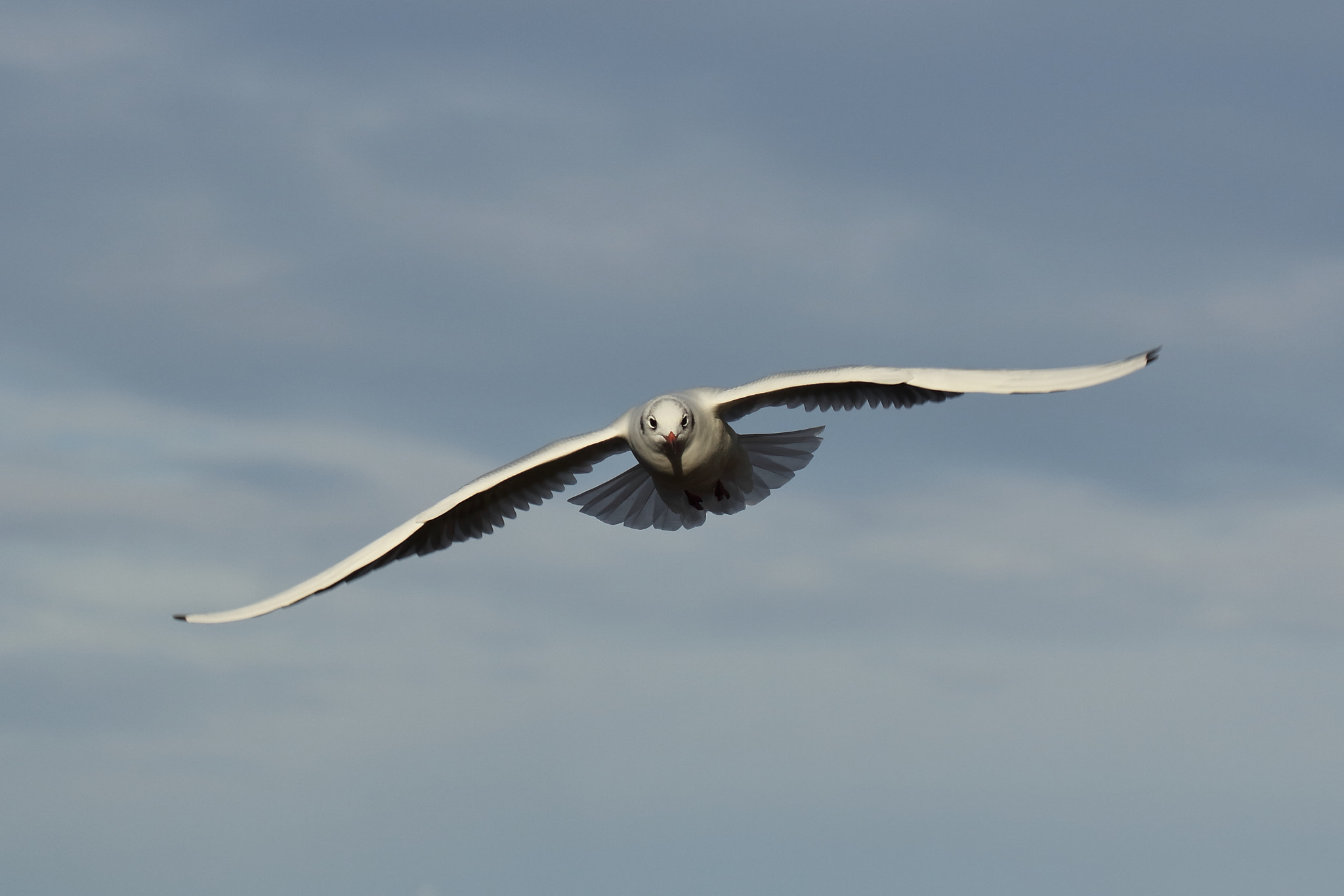 Canon EF 70-300mm F4-5.6L IS USM sample photo. Eye contact with a gull photography
