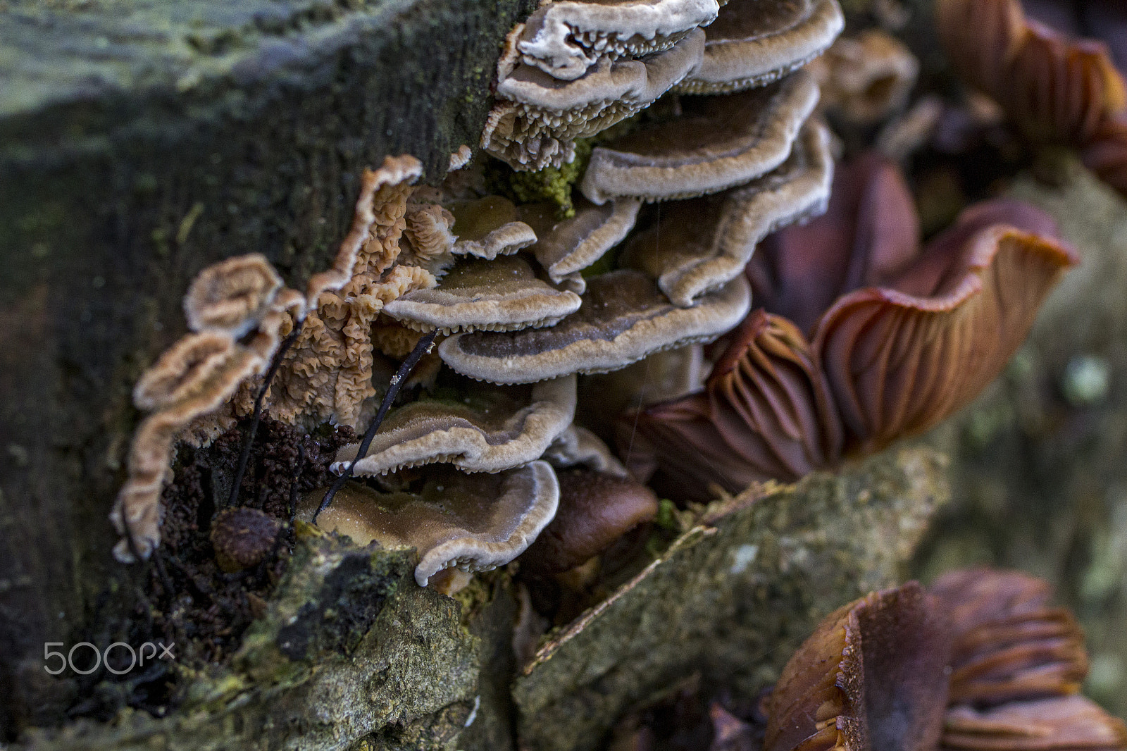 Tamron SP 35mm F1.8 Di VC USD sample photo. Bottom of the woods photography