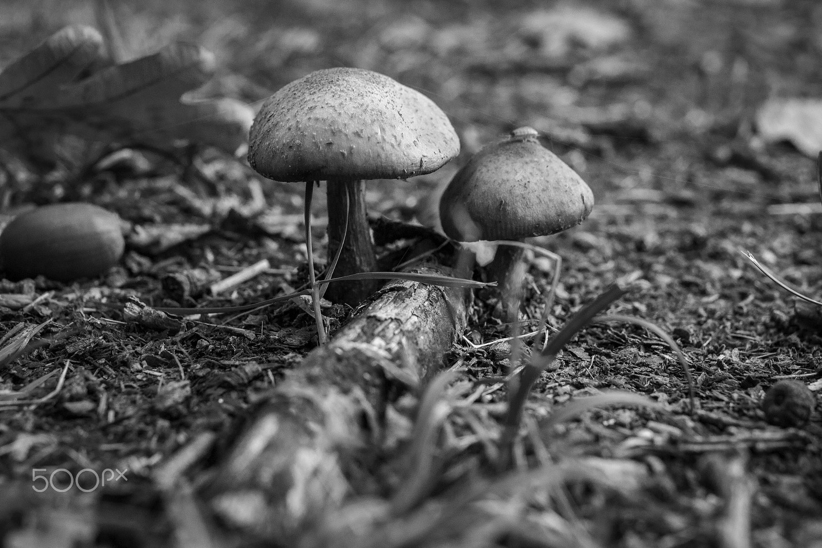 Tamron SP 35mm F1.8 Di VC USD sample photo. Bottom of the woods photography