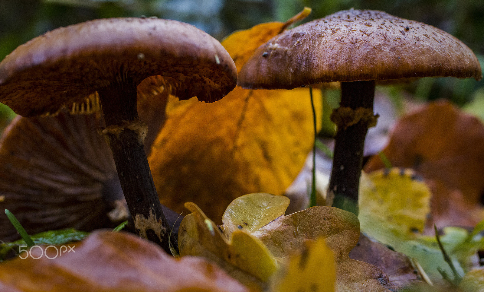 Tamron SP 35mm F1.8 Di VC USD sample photo. Bottom of the woods photography