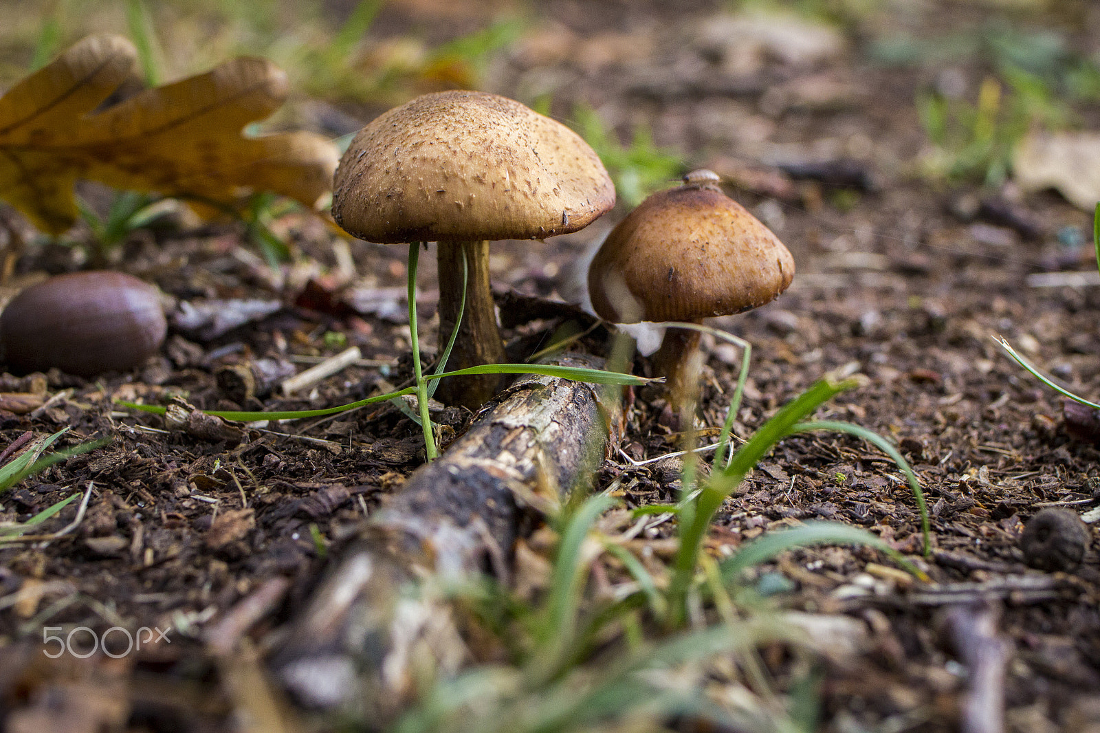 Tamron SP 35mm F1.8 Di VC USD sample photo. Bottom of the woods photography