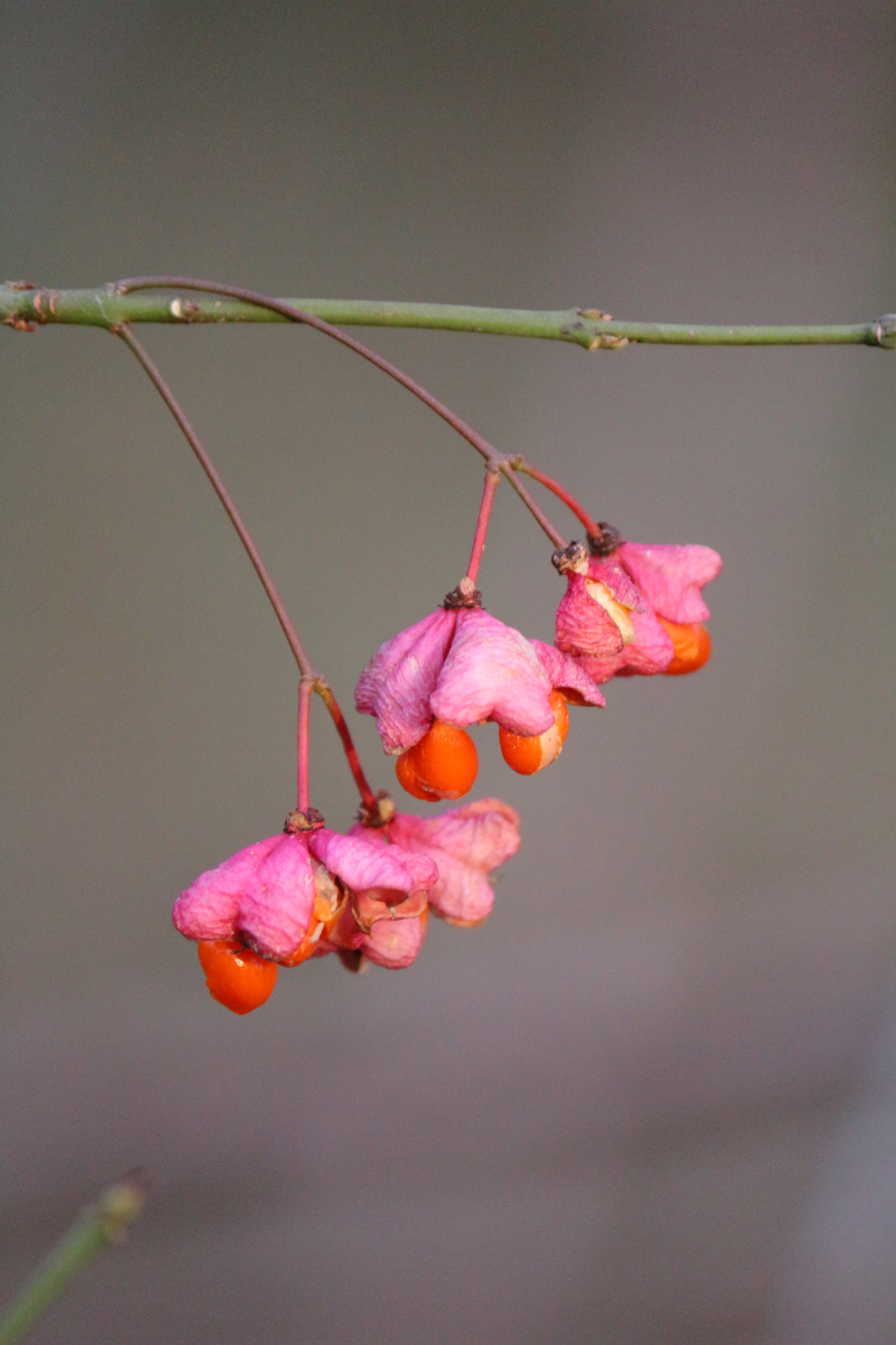 Canon EF-S 55-250mm F4-5.6 IS II sample photo. Euonymus europaeus photography