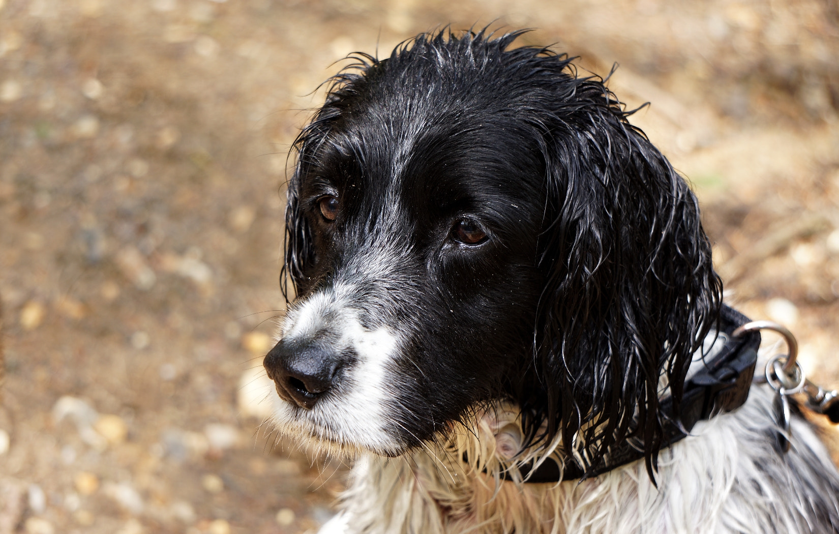 Sony Alpha NEX-7 + Sony E 55-210mm F4.5-6.3 OSS sample photo. Alfie moon photography