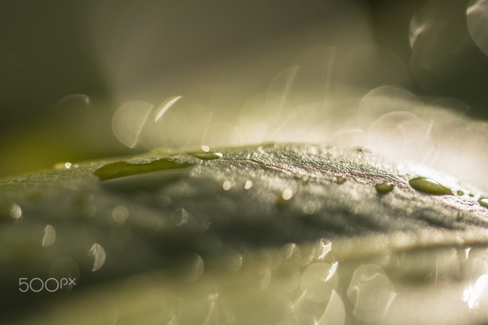 Sigma 105mm F2.8 EX DG OS HSM sample photo. Contre jour rain photography