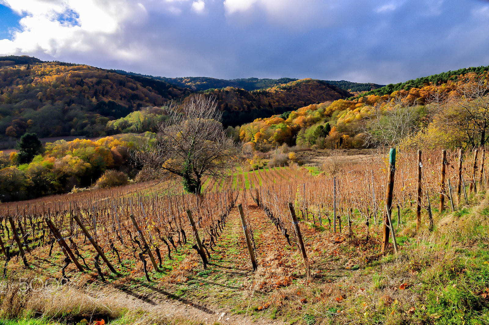 Nikon D4 sample photo. Riquewirh - vineyard photography