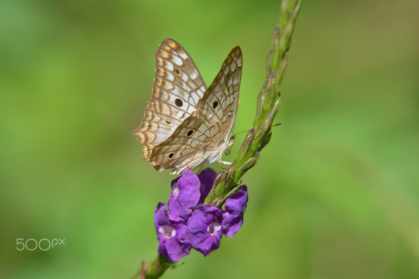 Sigma 70-200mm F2.8 EX DG Macro HSM II sample photo. 2016-10-30 08.36.43.jpg photography