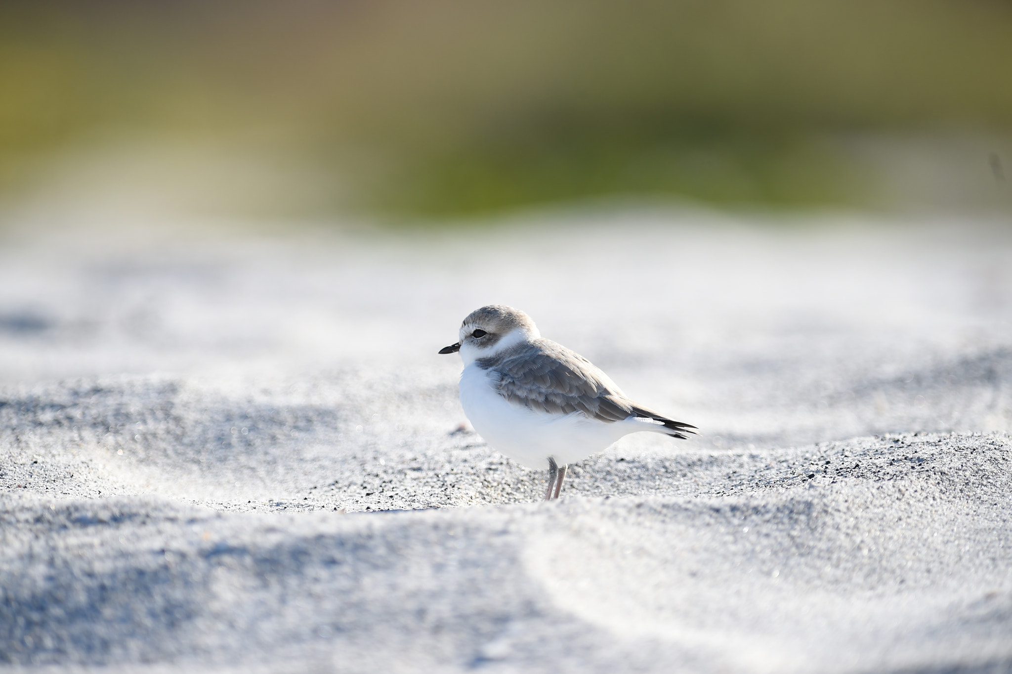 Nikon D4S + Nikon AF-S Nikkor 300mm F2.8G ED-IF VR sample photo. Cute bather photography