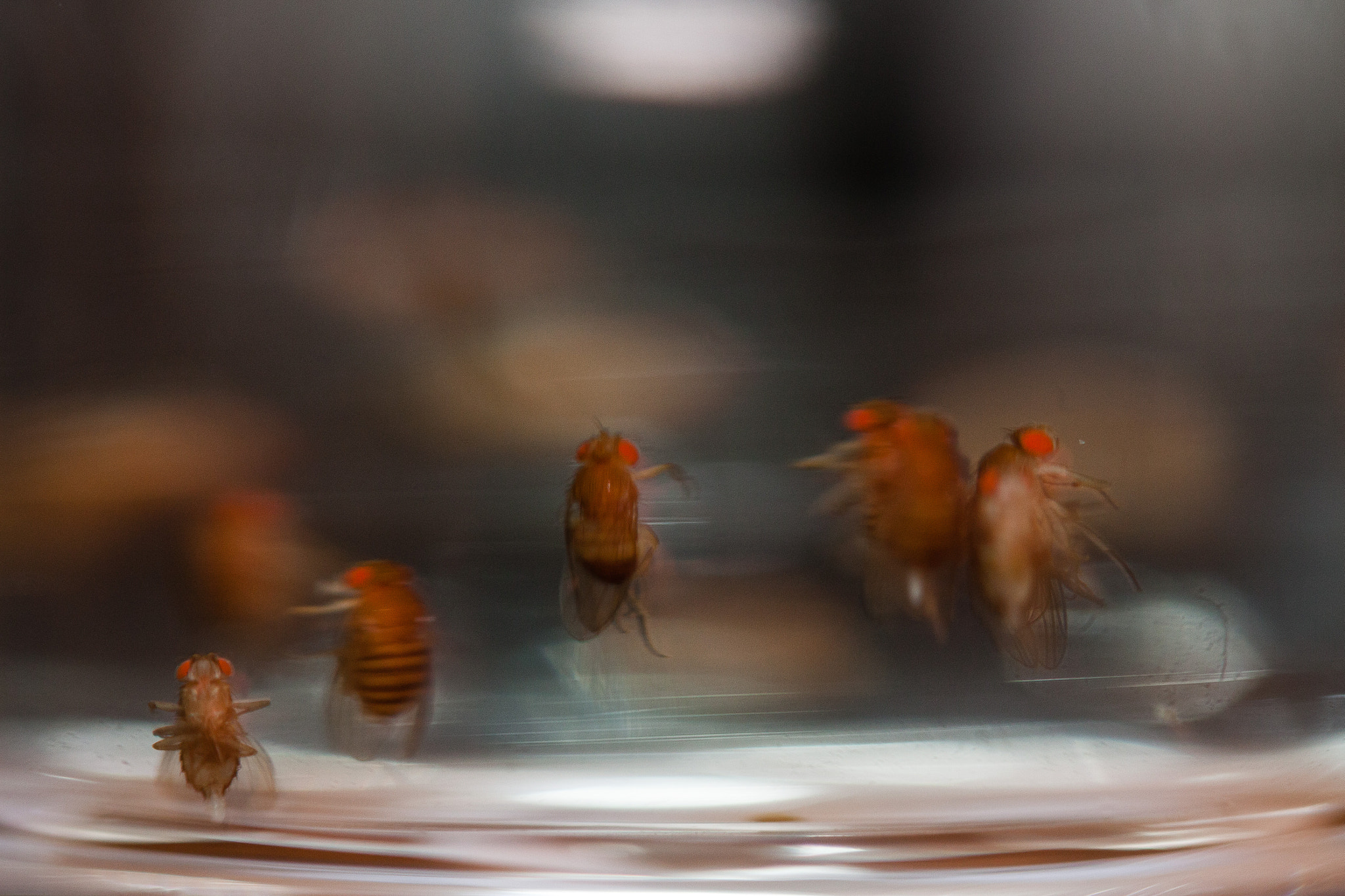 Canon EF-S 60mm F2.8 Macro USM sample photo. Drunken flies. photography