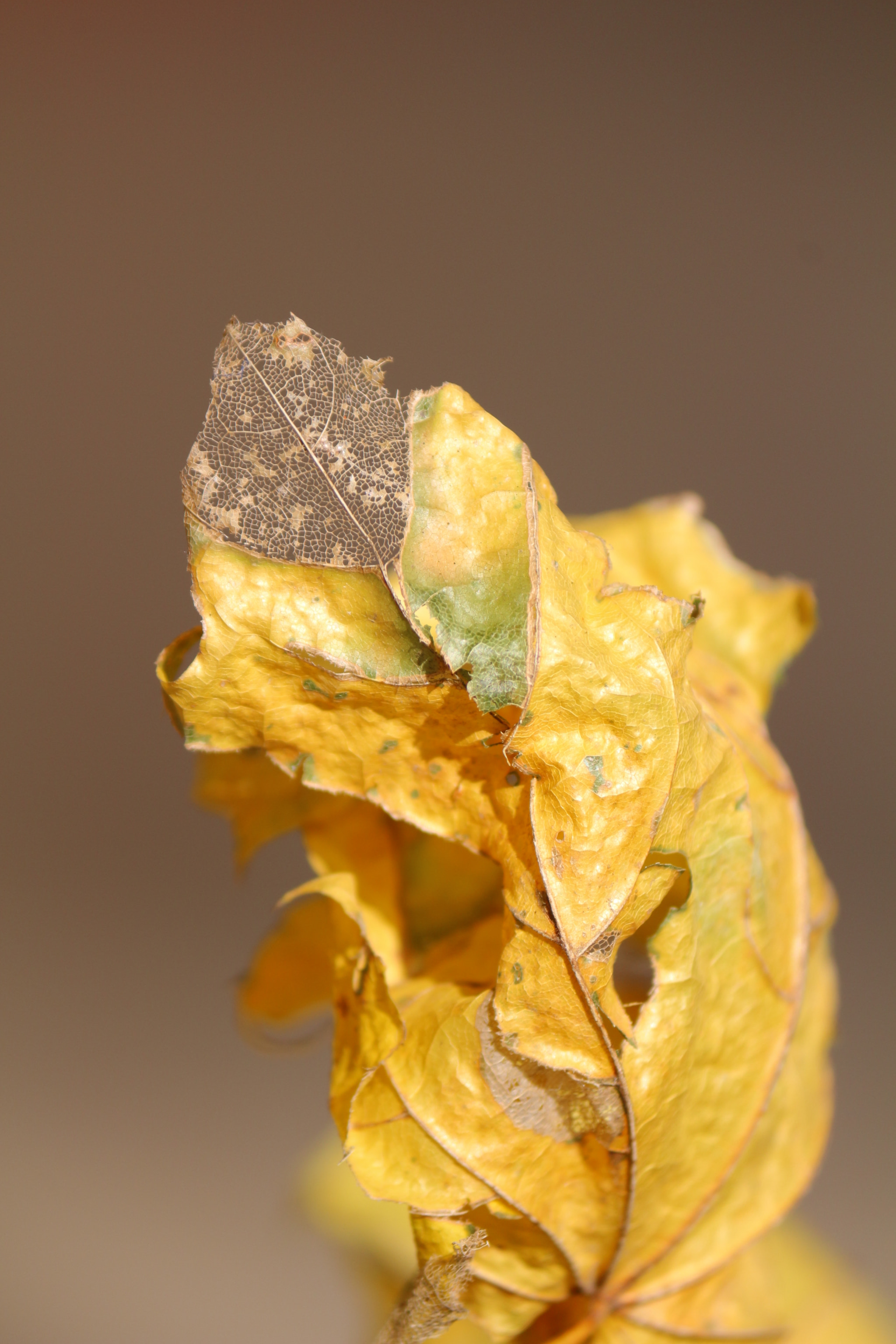 Canon EF-S 55-250mm F4-5.6 IS II sample photo. Fragility photography