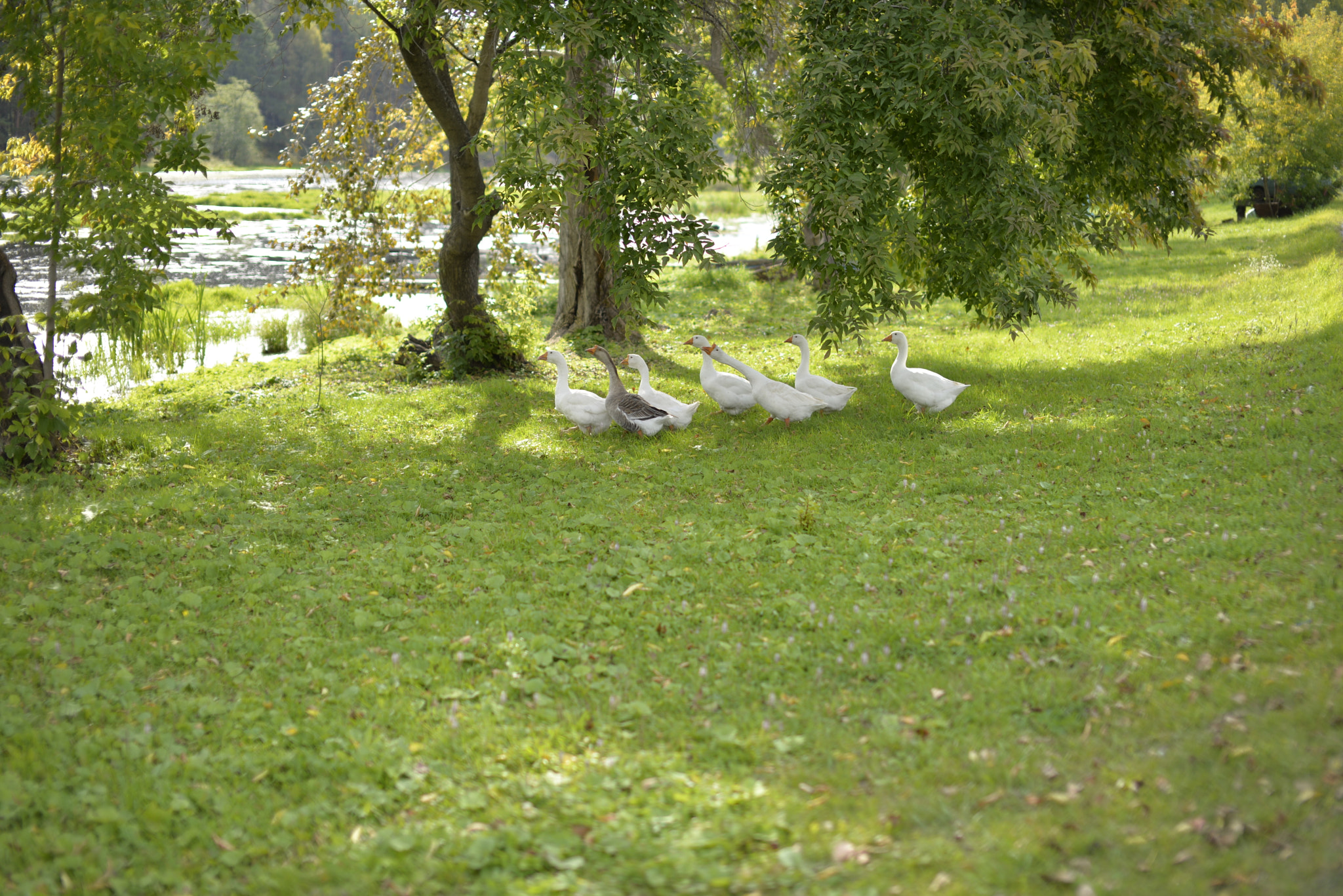 Nikon D610 + Sigma 50mm F1.4 EX DG HSM sample photo. Geese photography