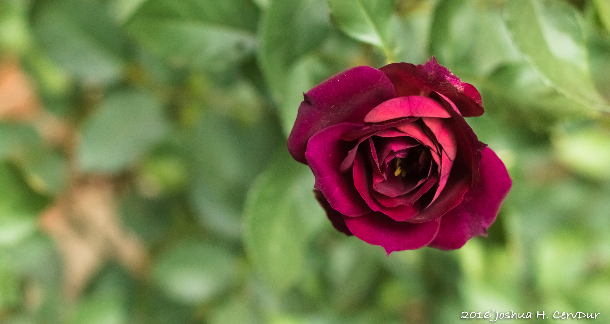 Canon EOS 750D (EOS Rebel T6i / EOS Kiss X8i) + Canon EF 40mm F2.8 STM sample photo. Timing rose photography