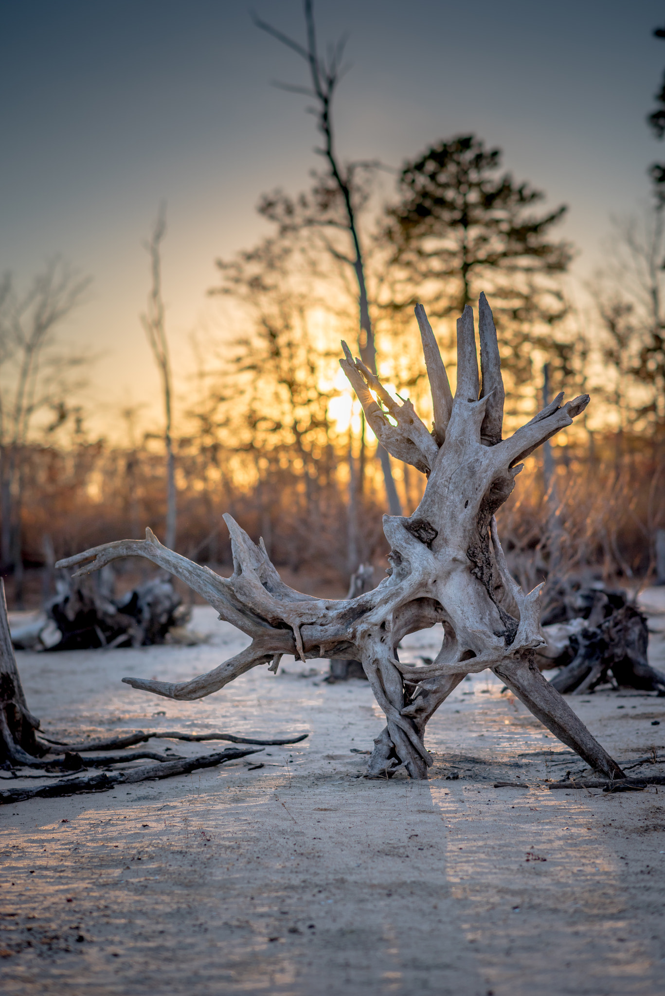 Nikon D810 + Sigma 85mm F1.4 EX DG HSM sample photo. Drift wood photography