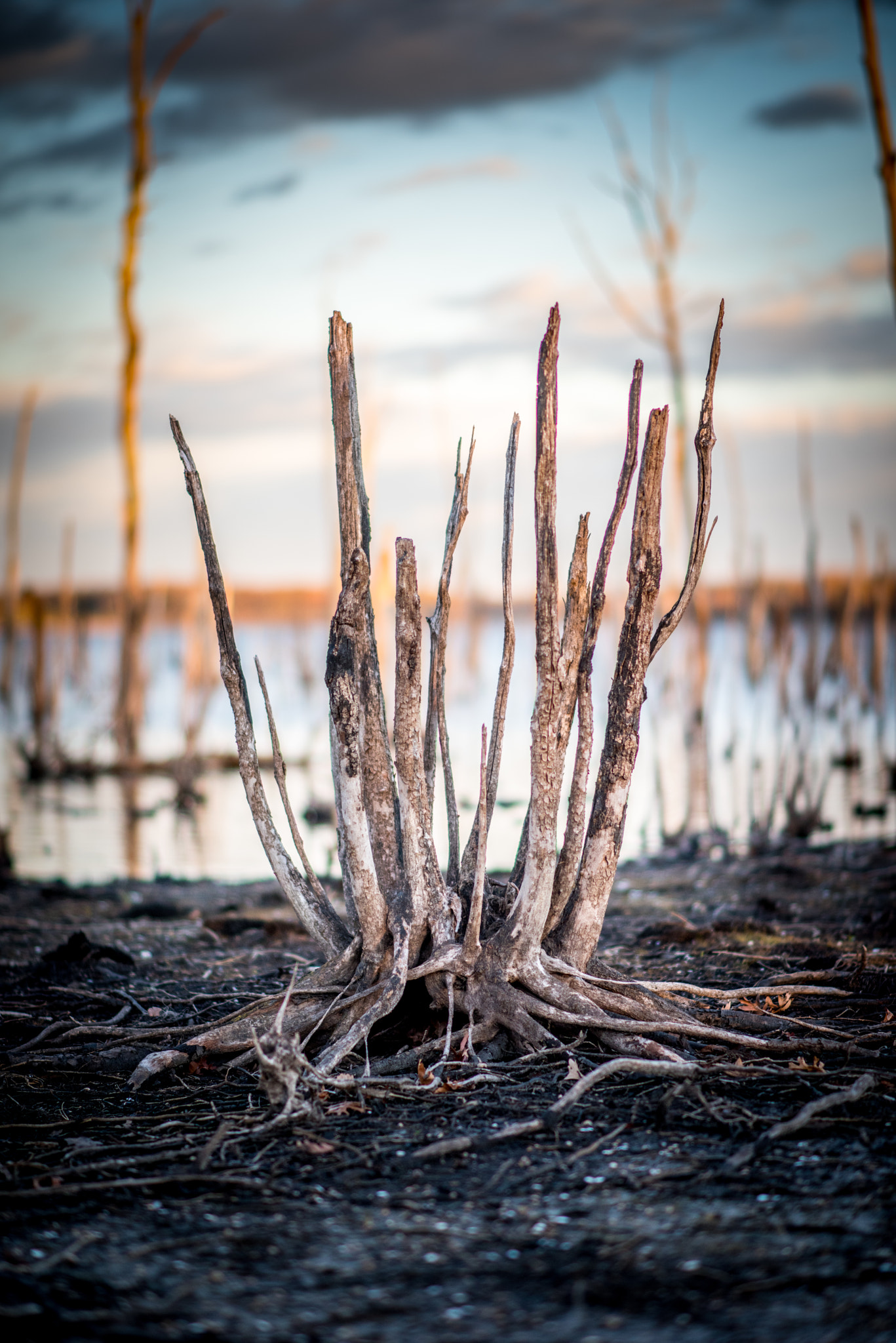 Nikon D810 + Sigma 85mm F1.4 EX DG HSM sample photo. Roots photography